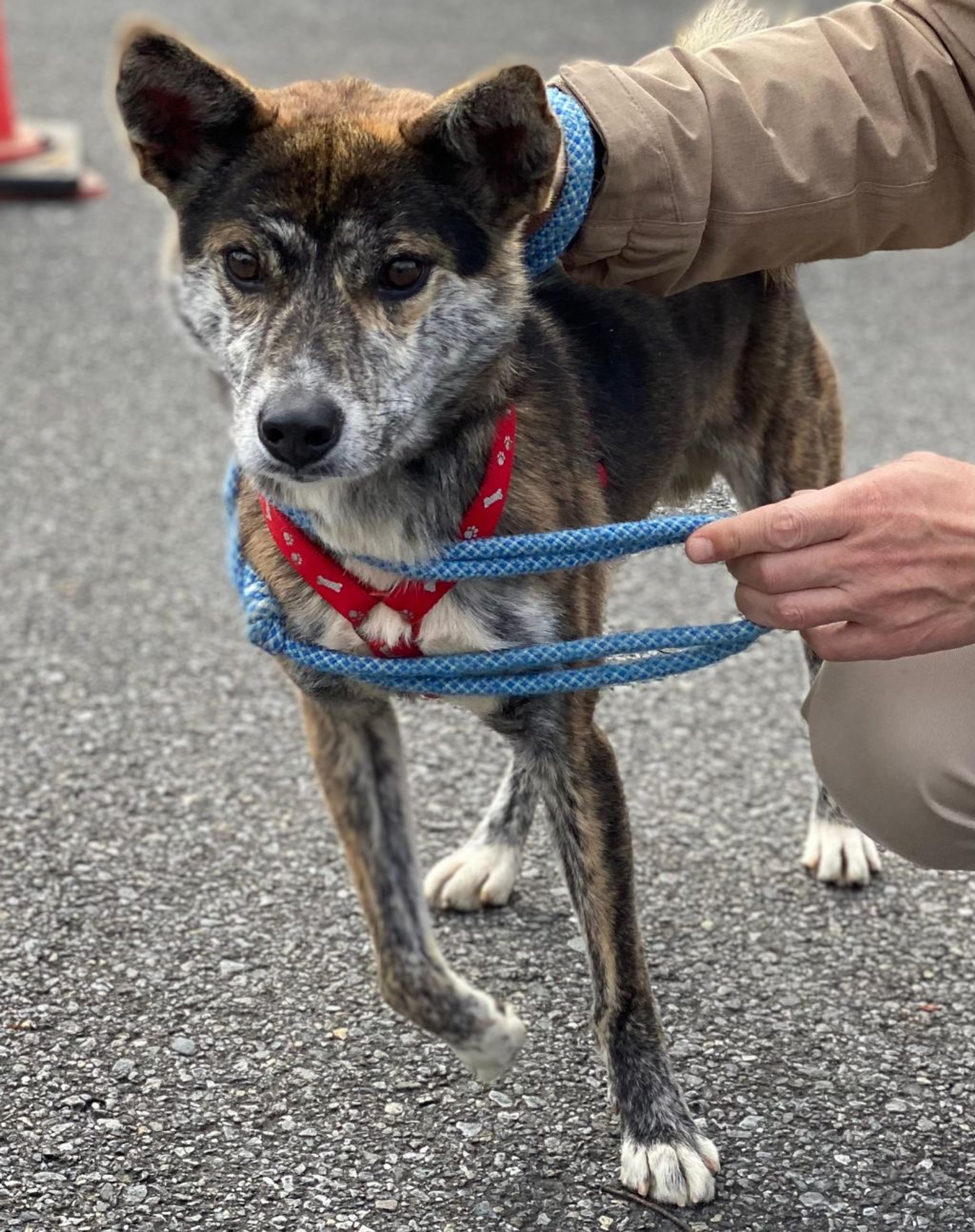 pet-image-2