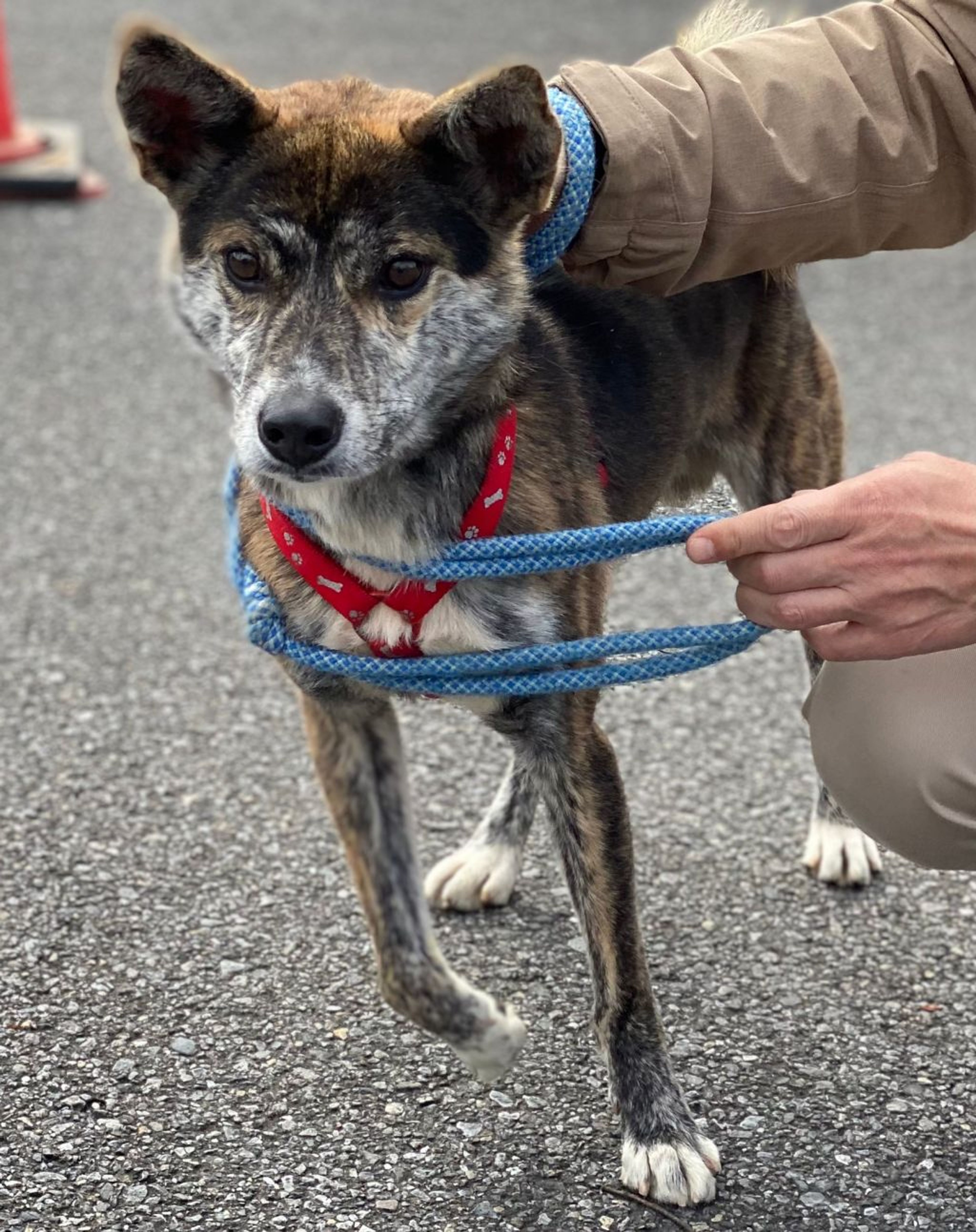 pet-image-2