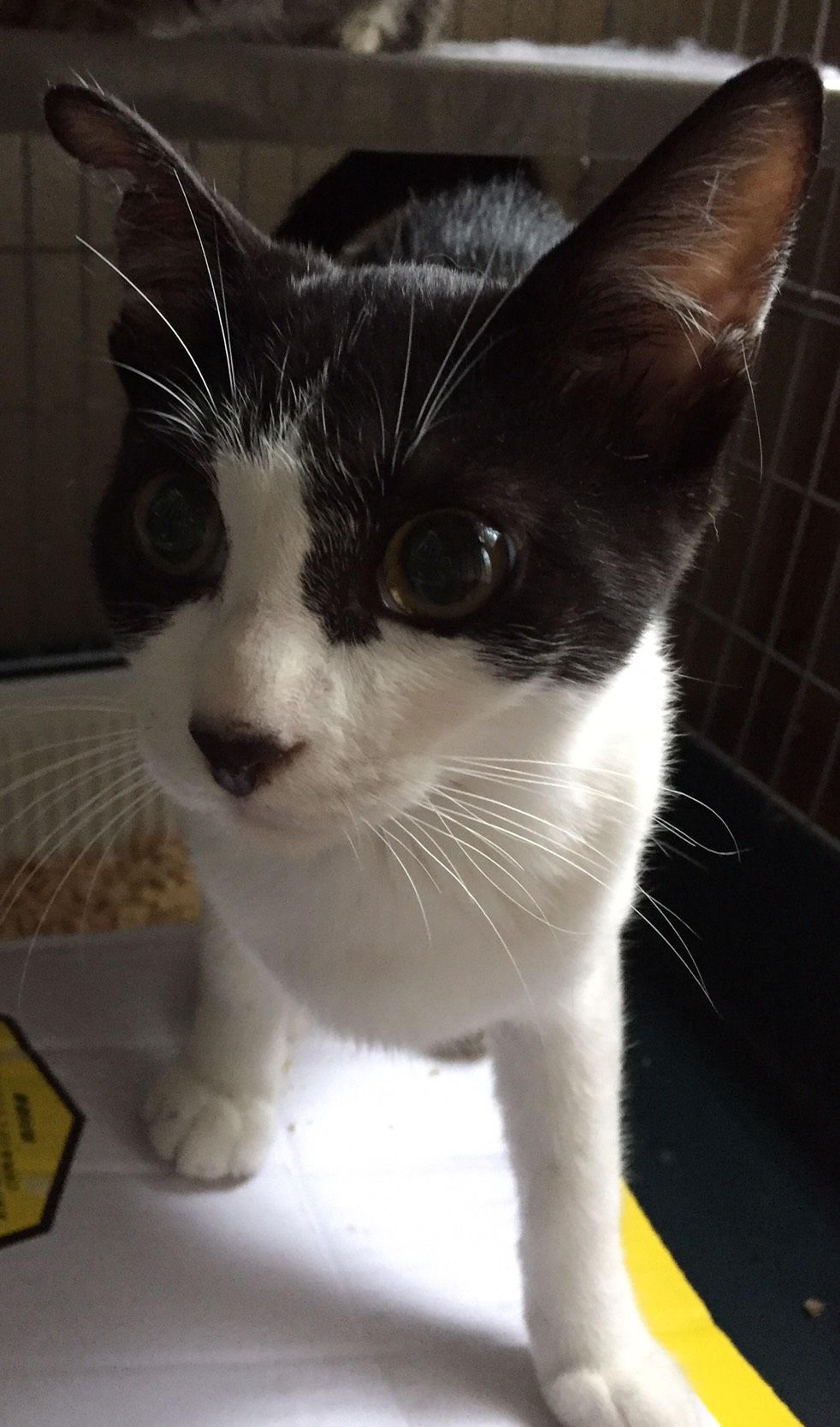 pet-image-2