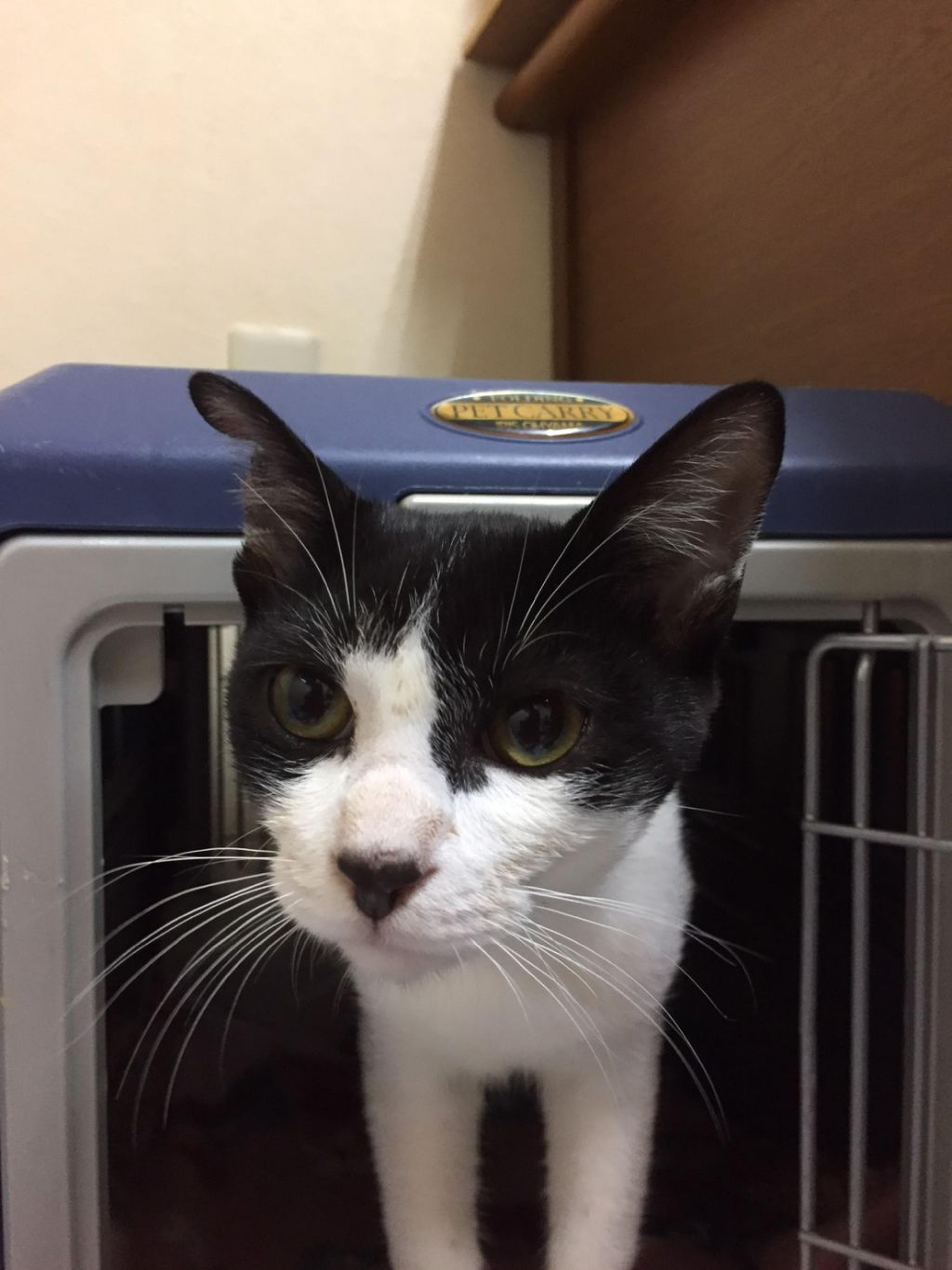 pet-image-3