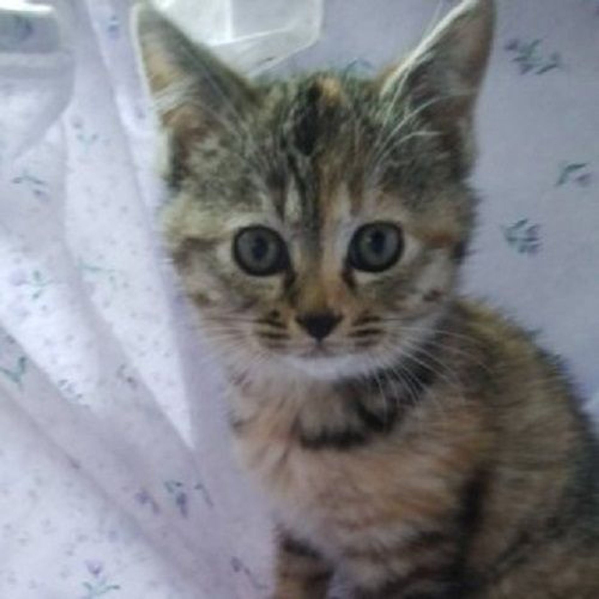 雑種（ミックス猫）・メスの里親募集の写真