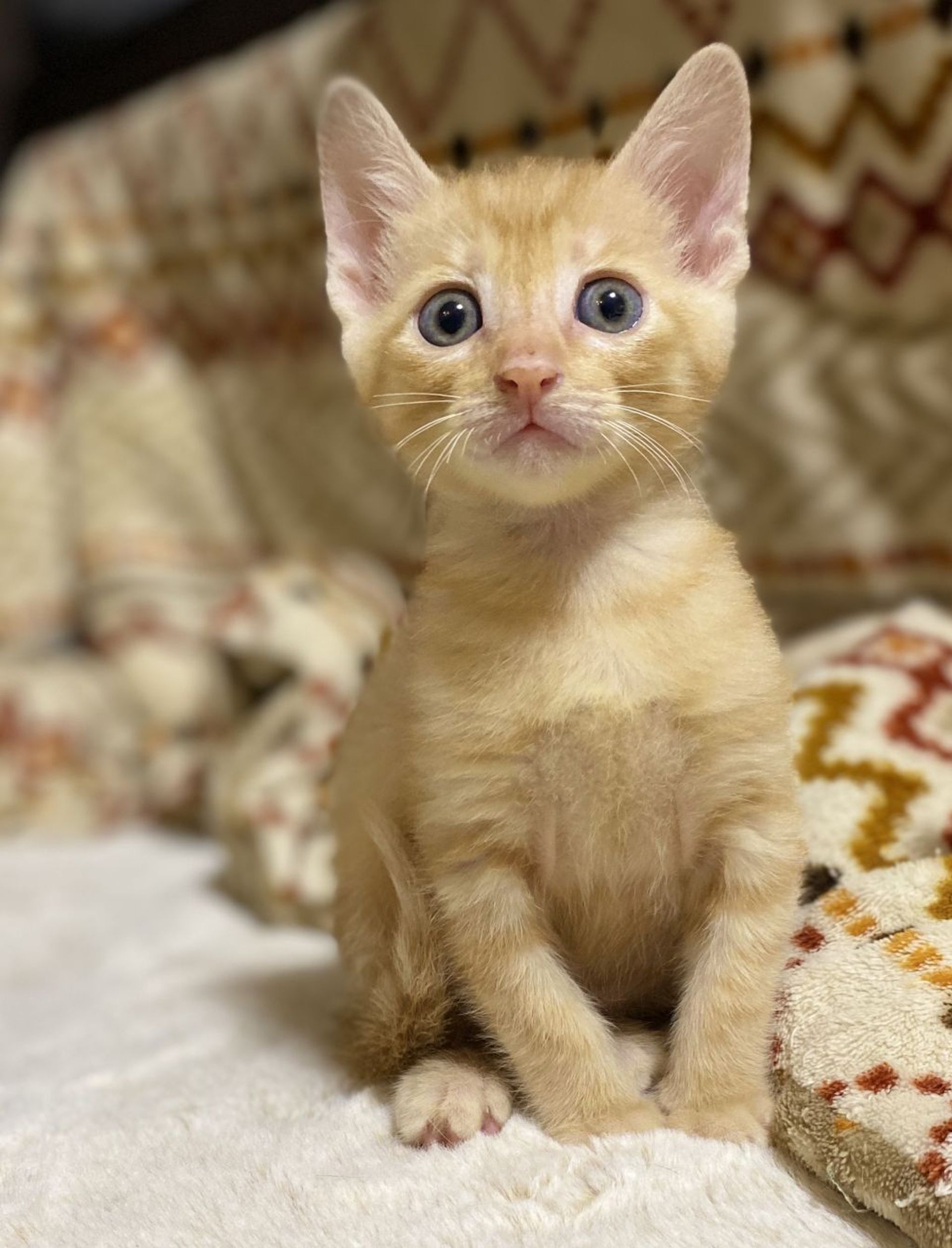 雑種（ミックス猫）・オスの里親募集の写真