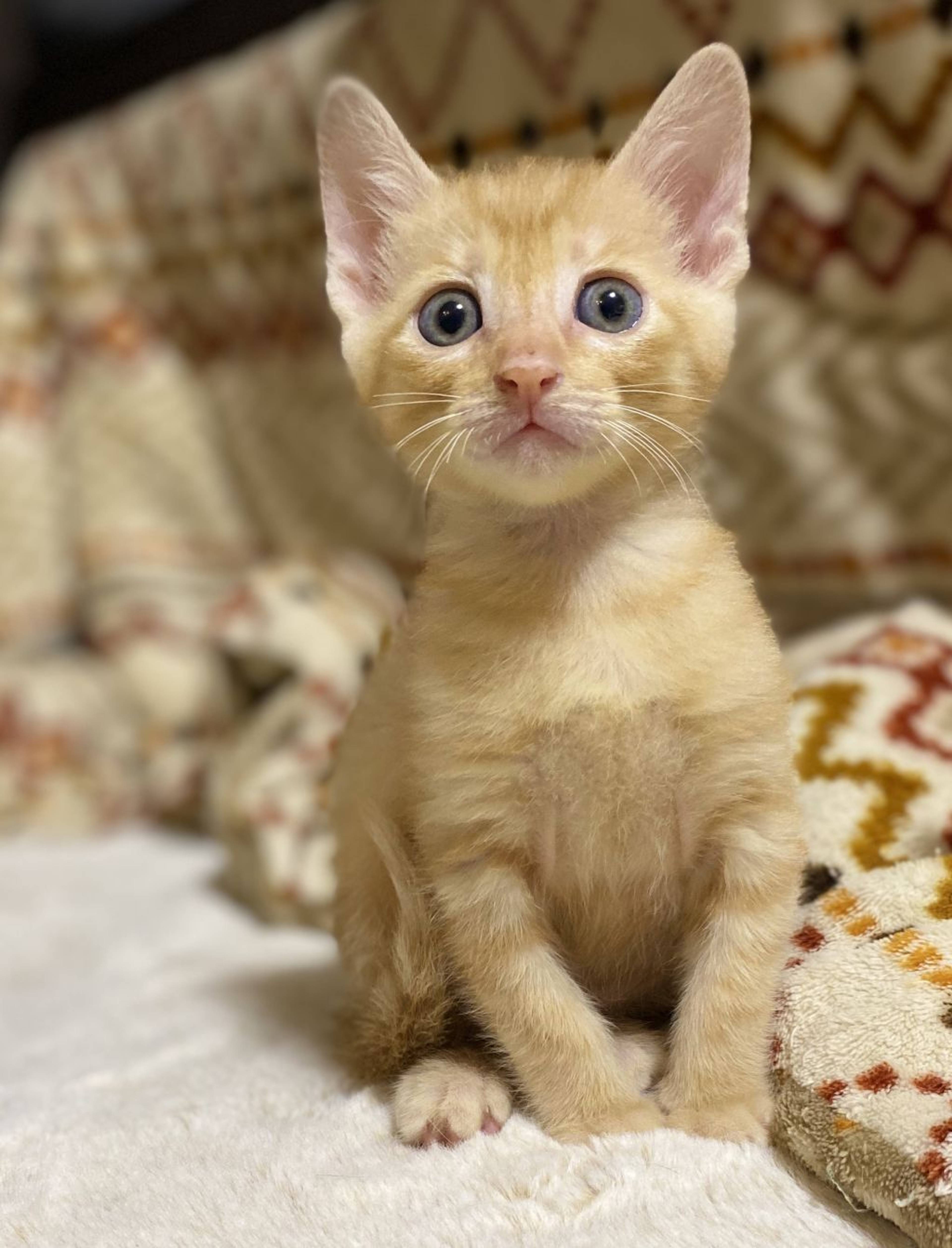 雑種（ミックス猫）・オスの里親募集の写真