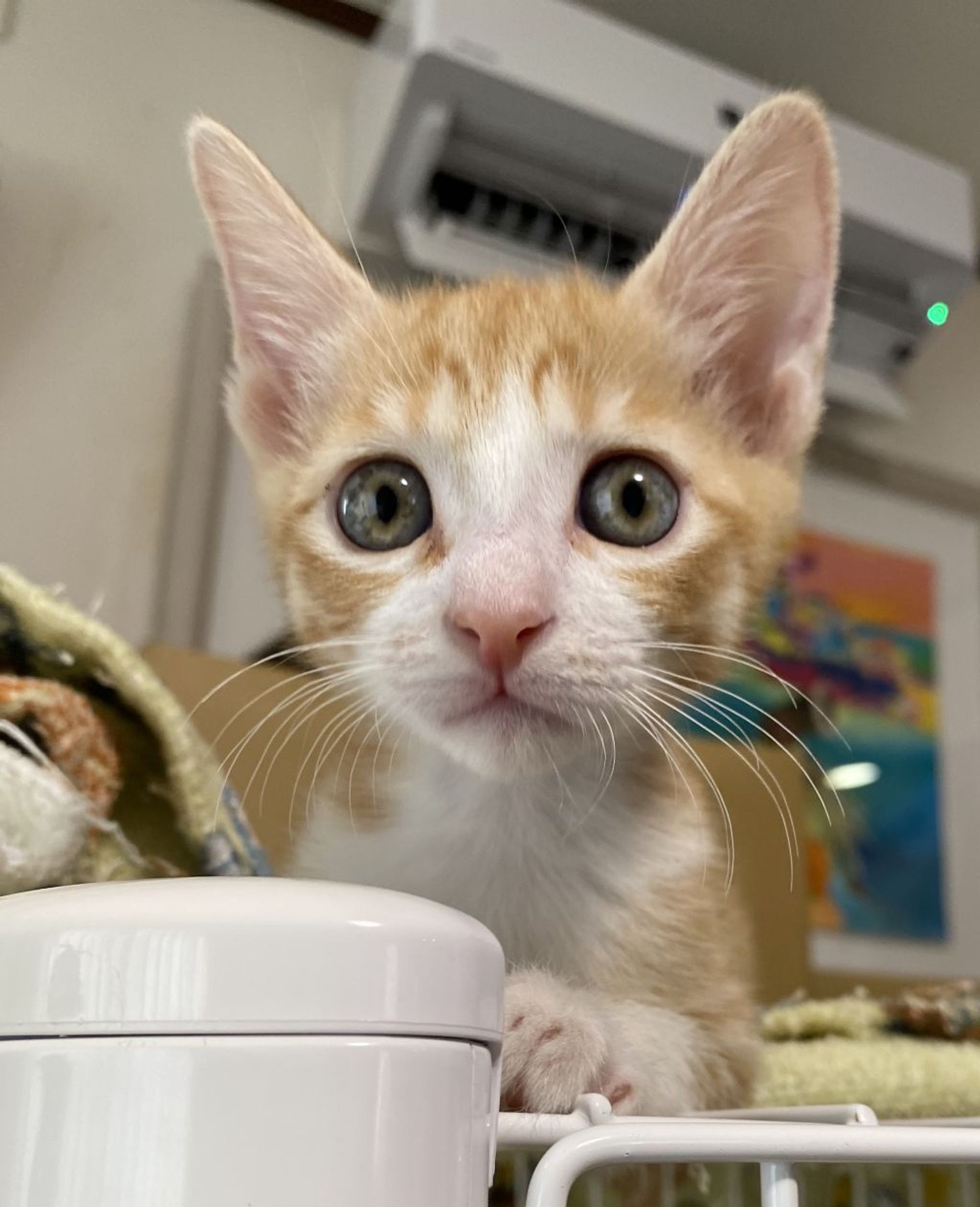 雑種（ミックス猫）・オスの里親募集の写真