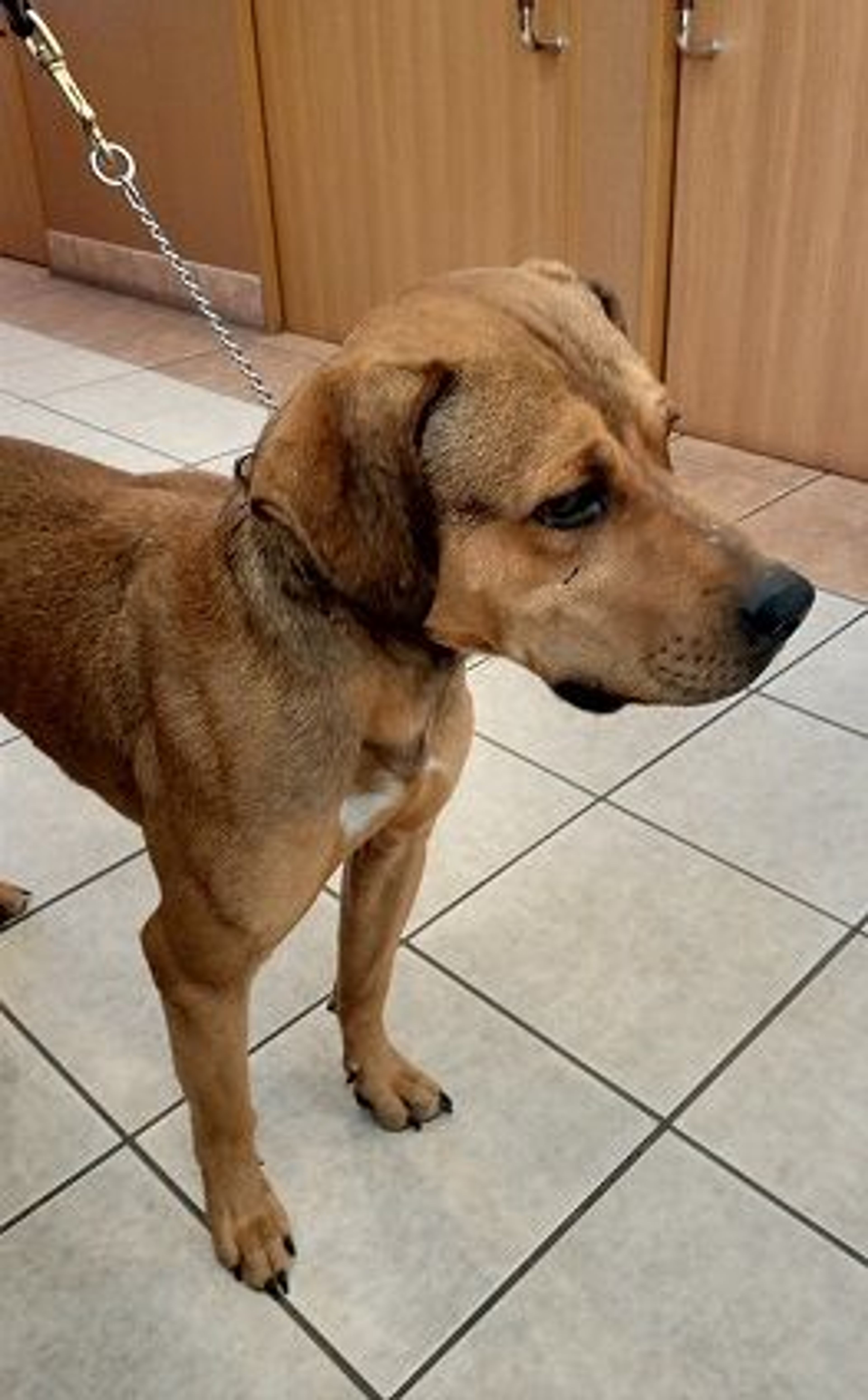 pet-image-4