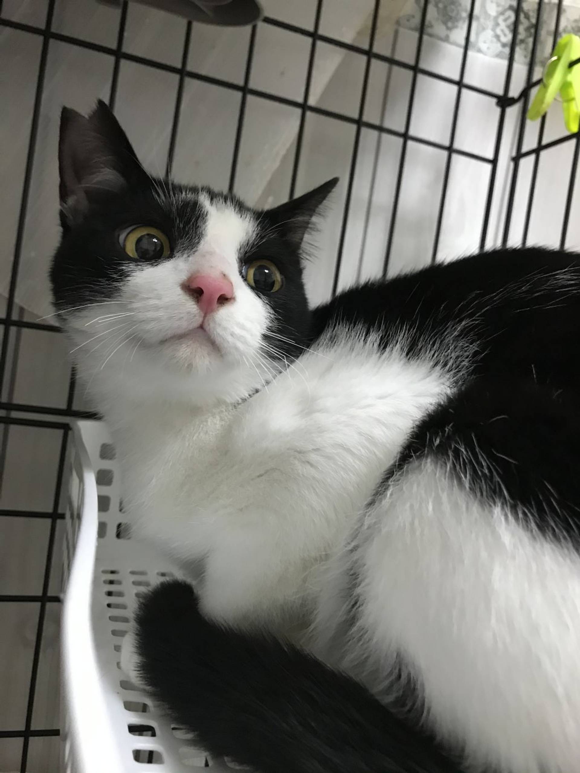 雑種（ミックス猫）・オスの里親募集の写真