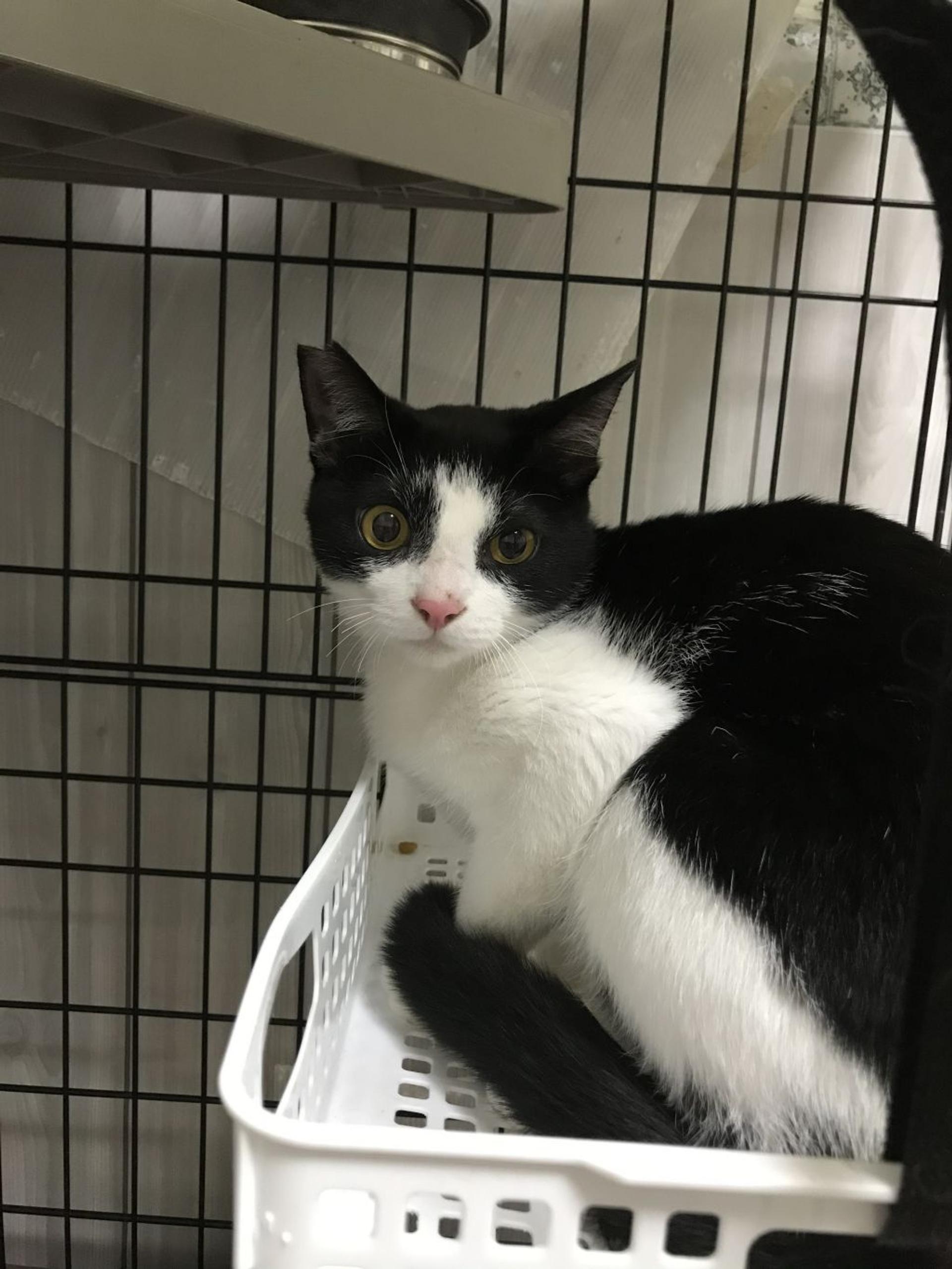 pet-image-2