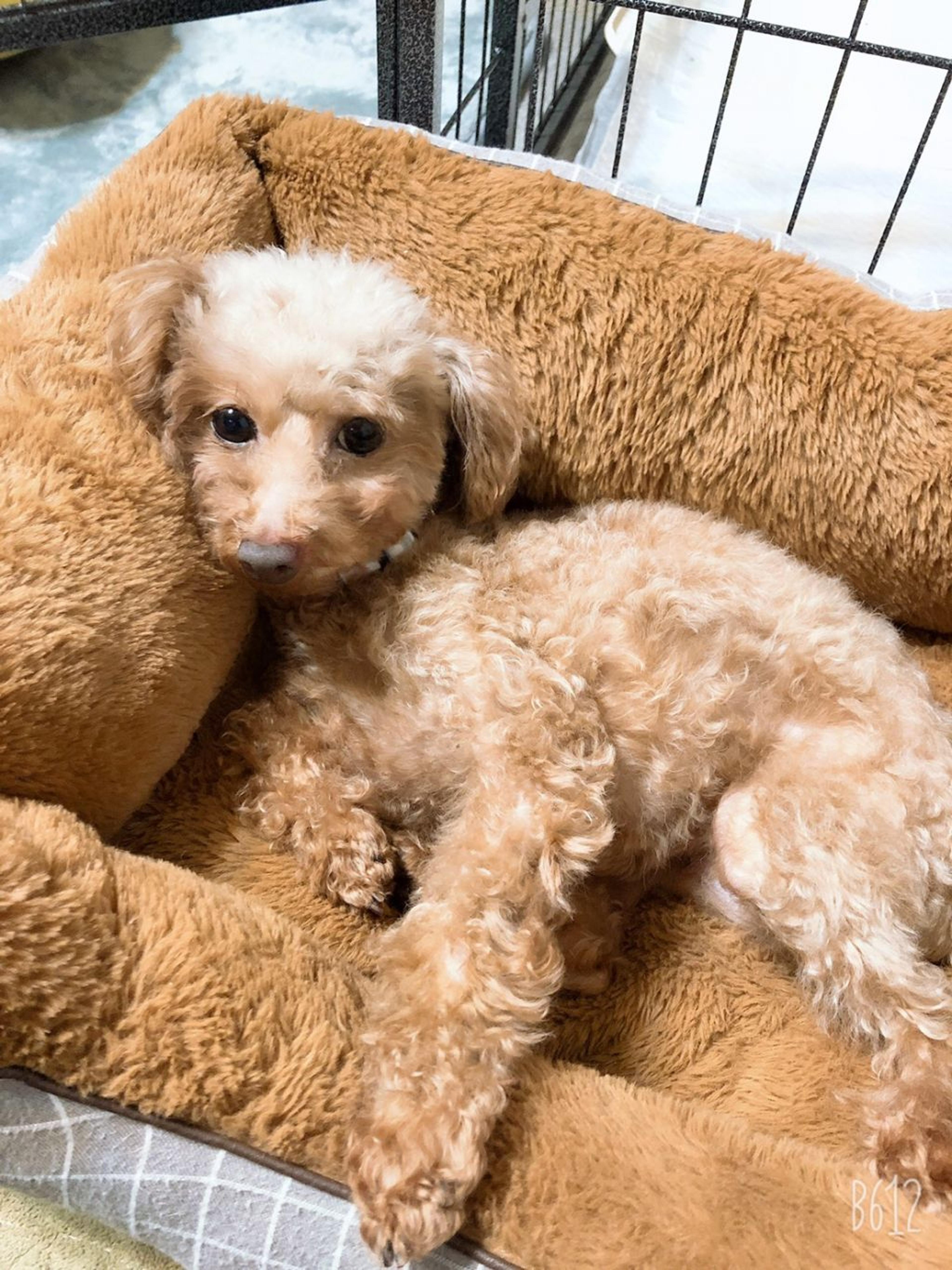 pet-image-2