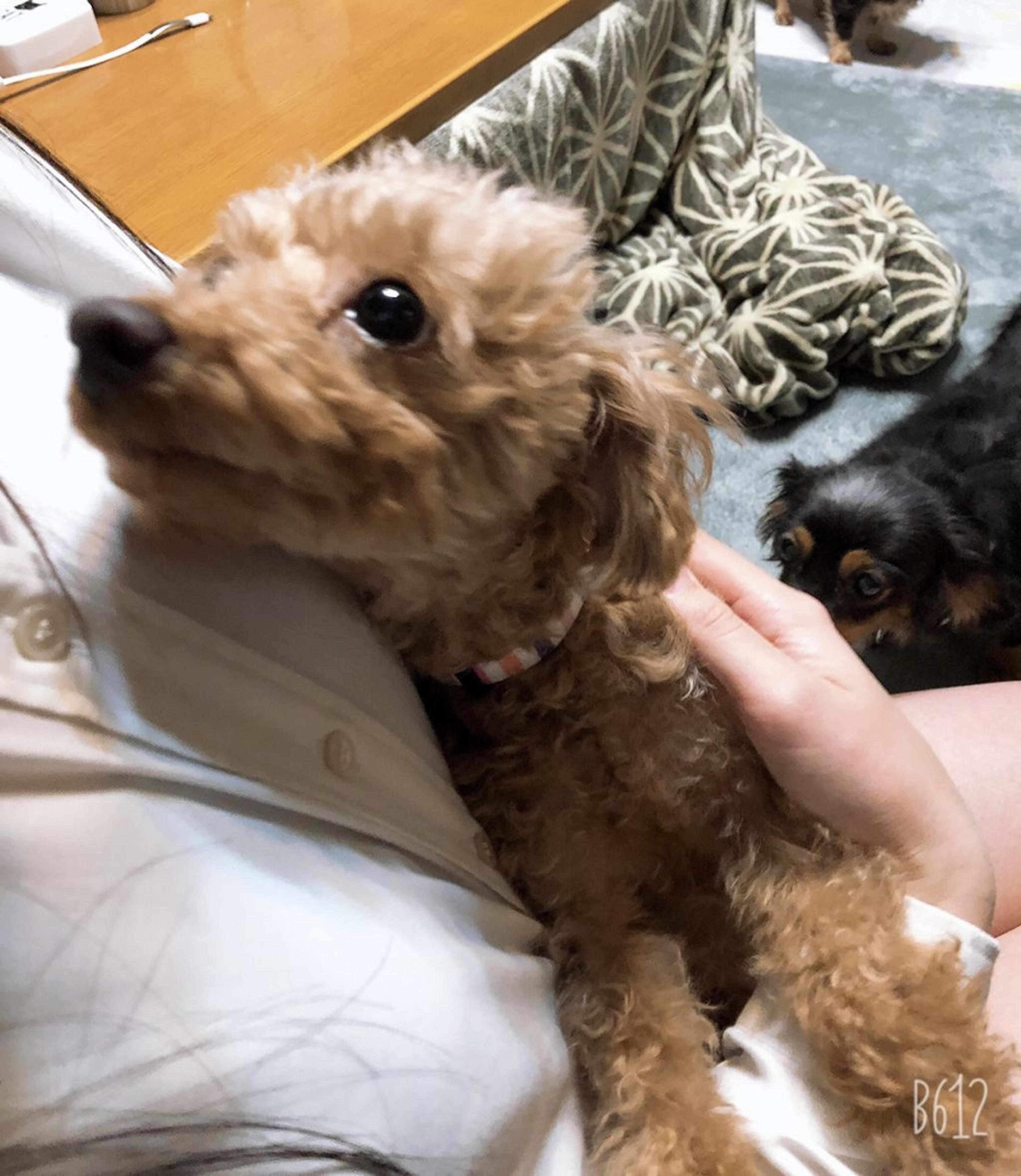 pet-image-3