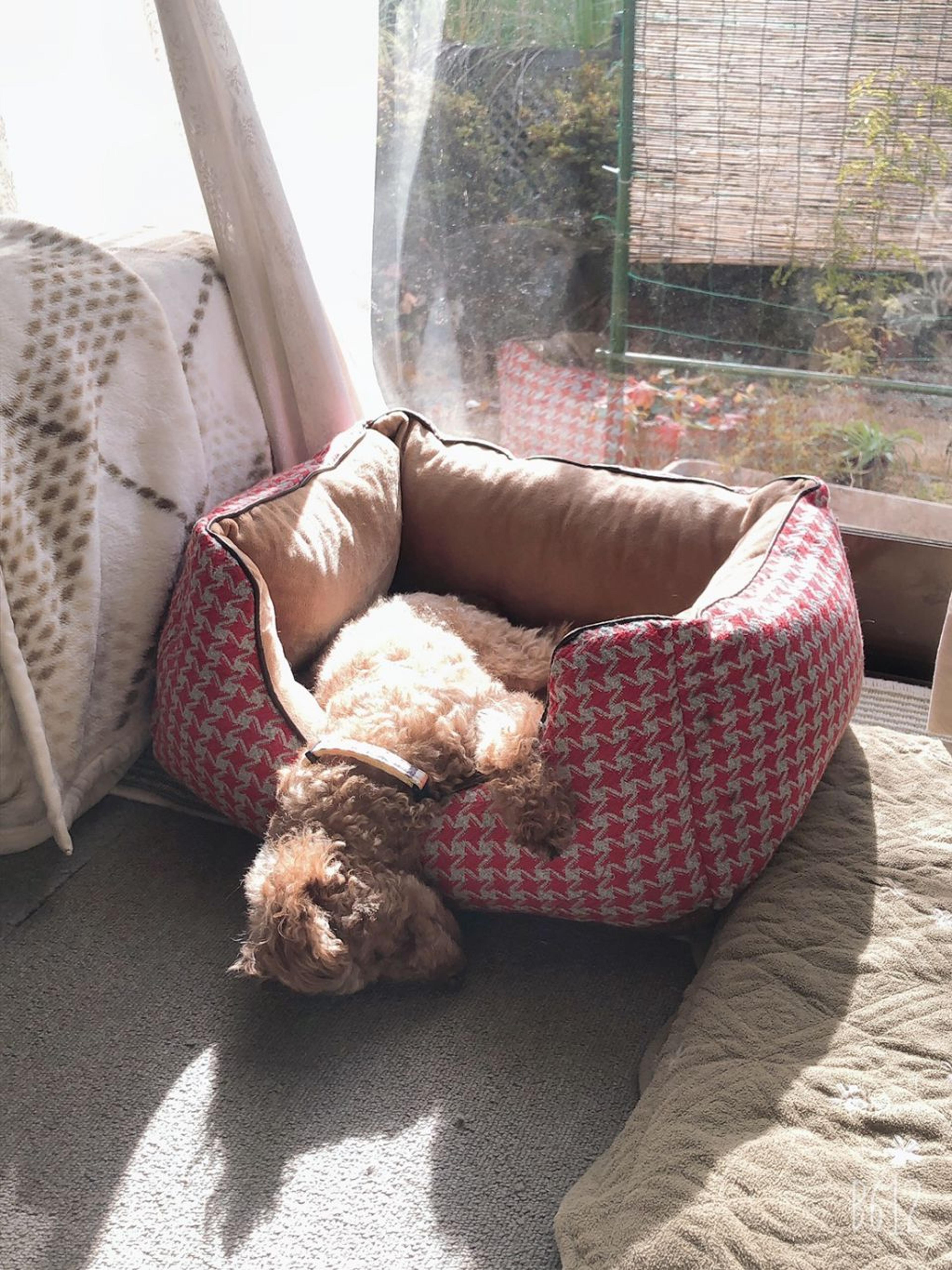 pet-image-4