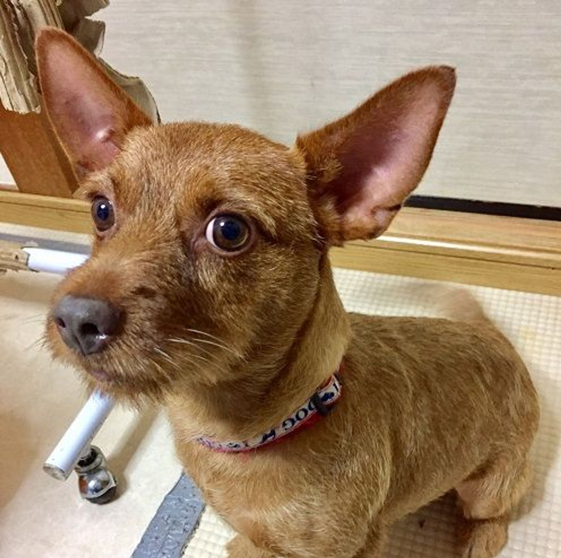 雑種（ミックス犬）・オスの里親募集の写真