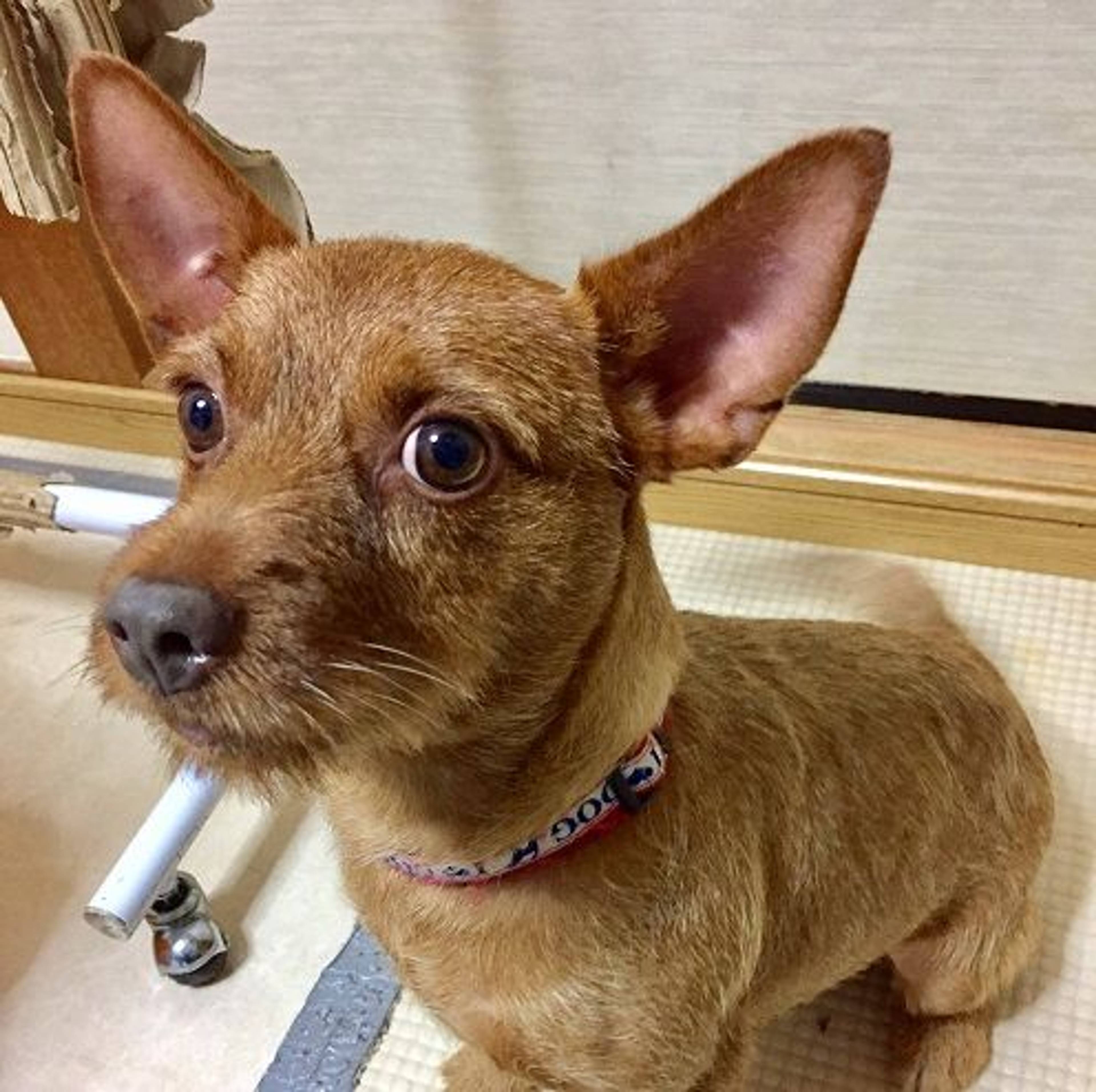 雑種（ミックス犬）・オスの里親募集の写真