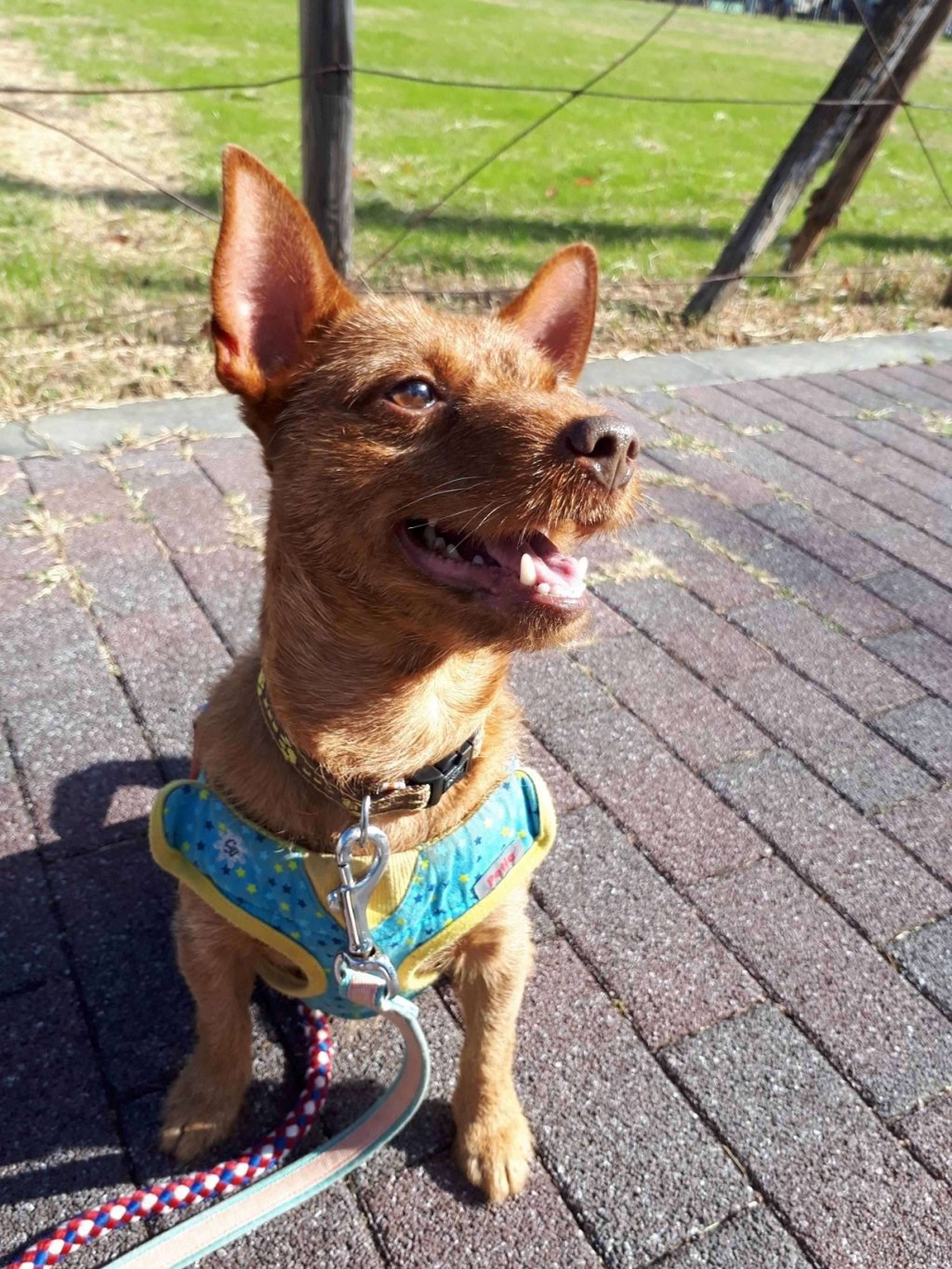 pet-image-3
