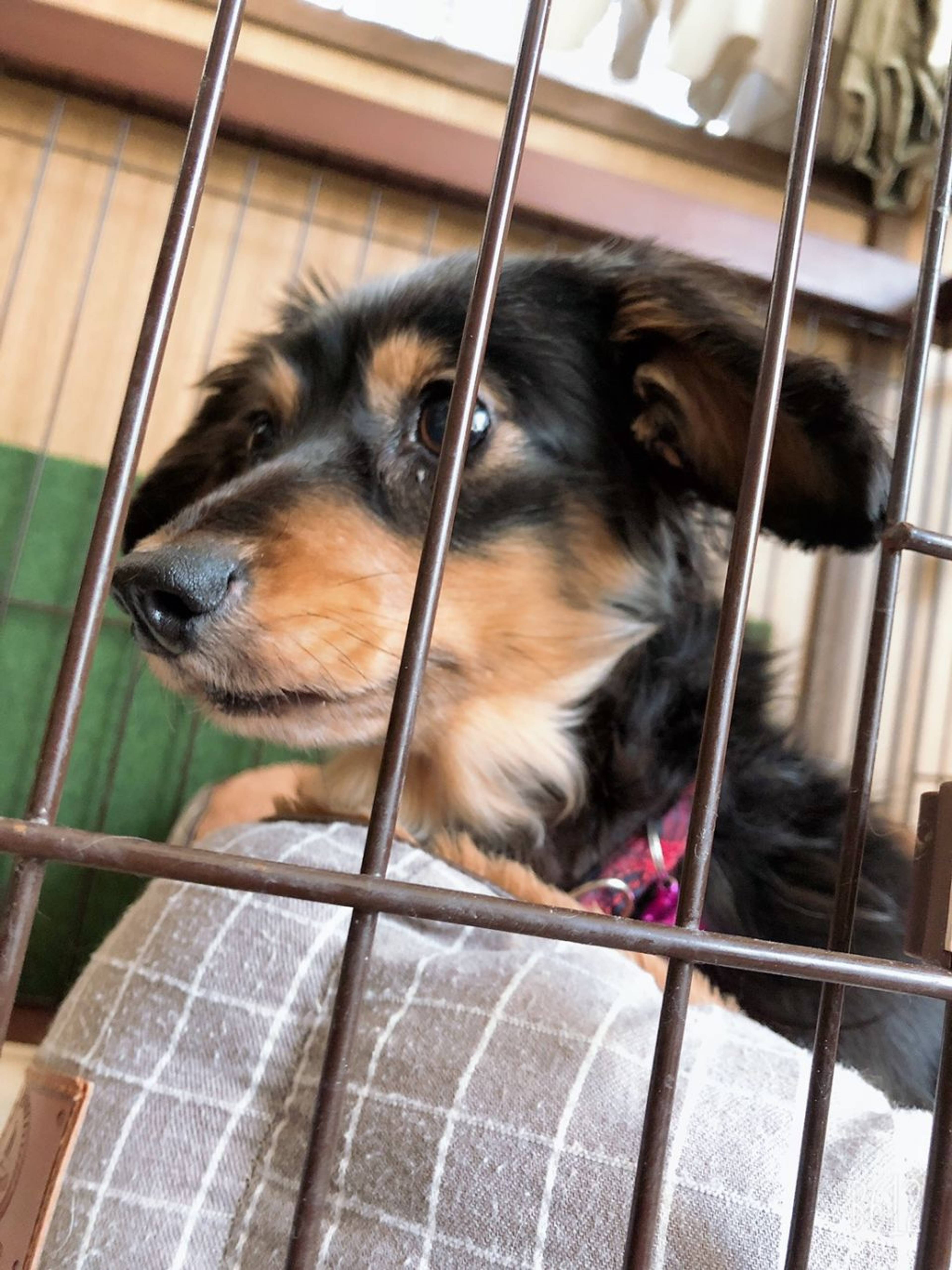 雑種（ミックス犬）・メスの里親募集の写真