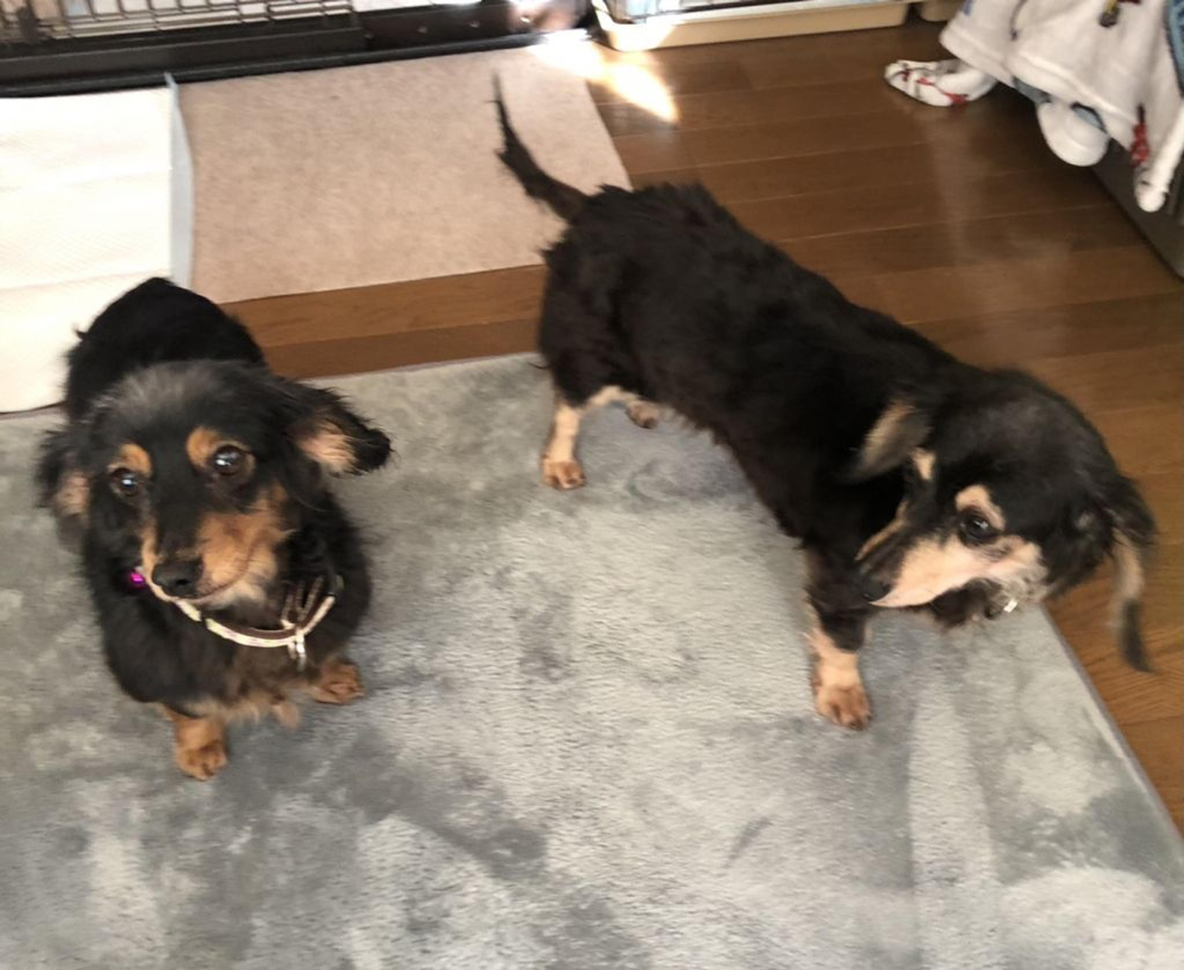 pet-image-4