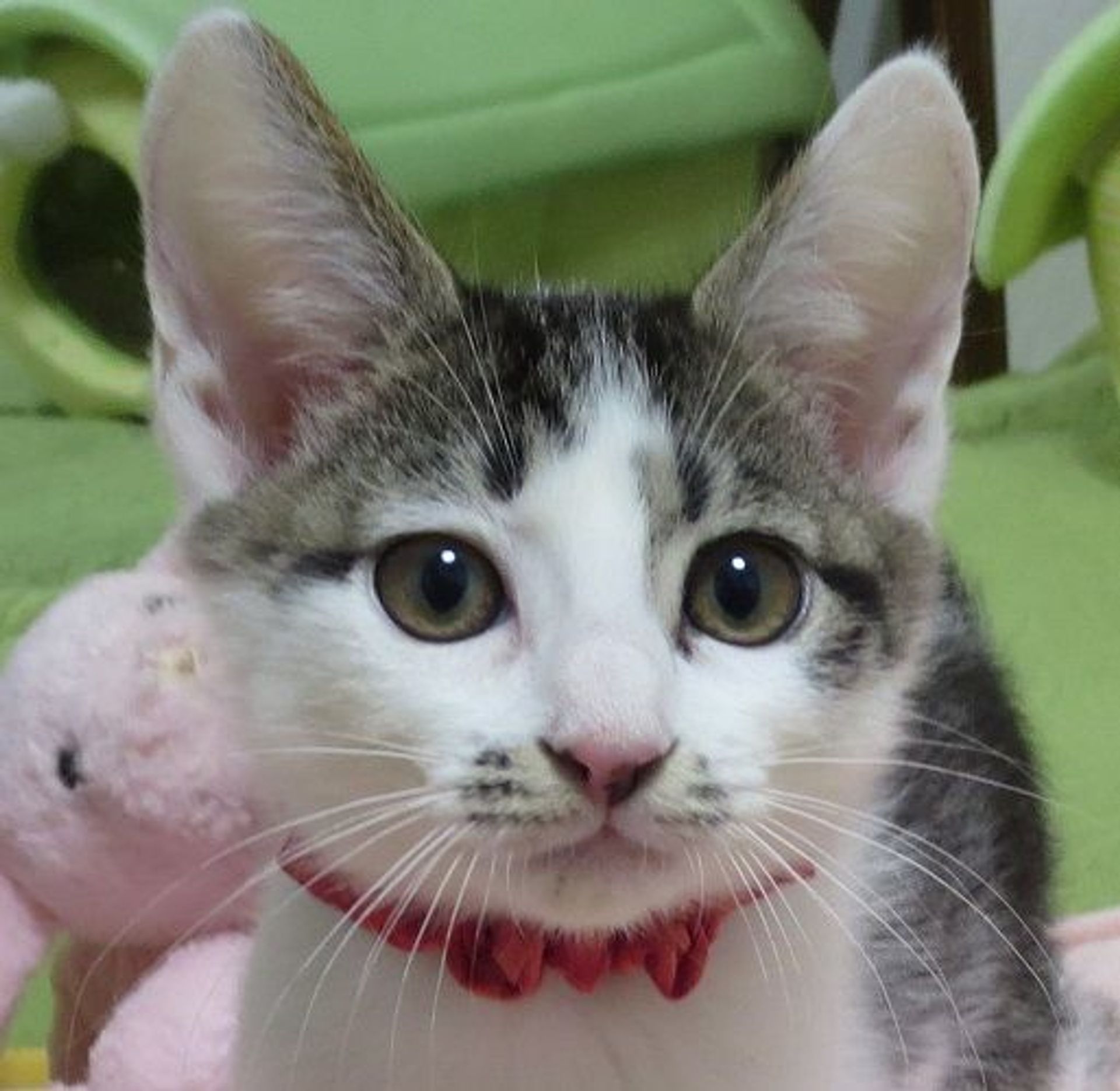 雑種（ミックス猫）・オスの里親募集の写真