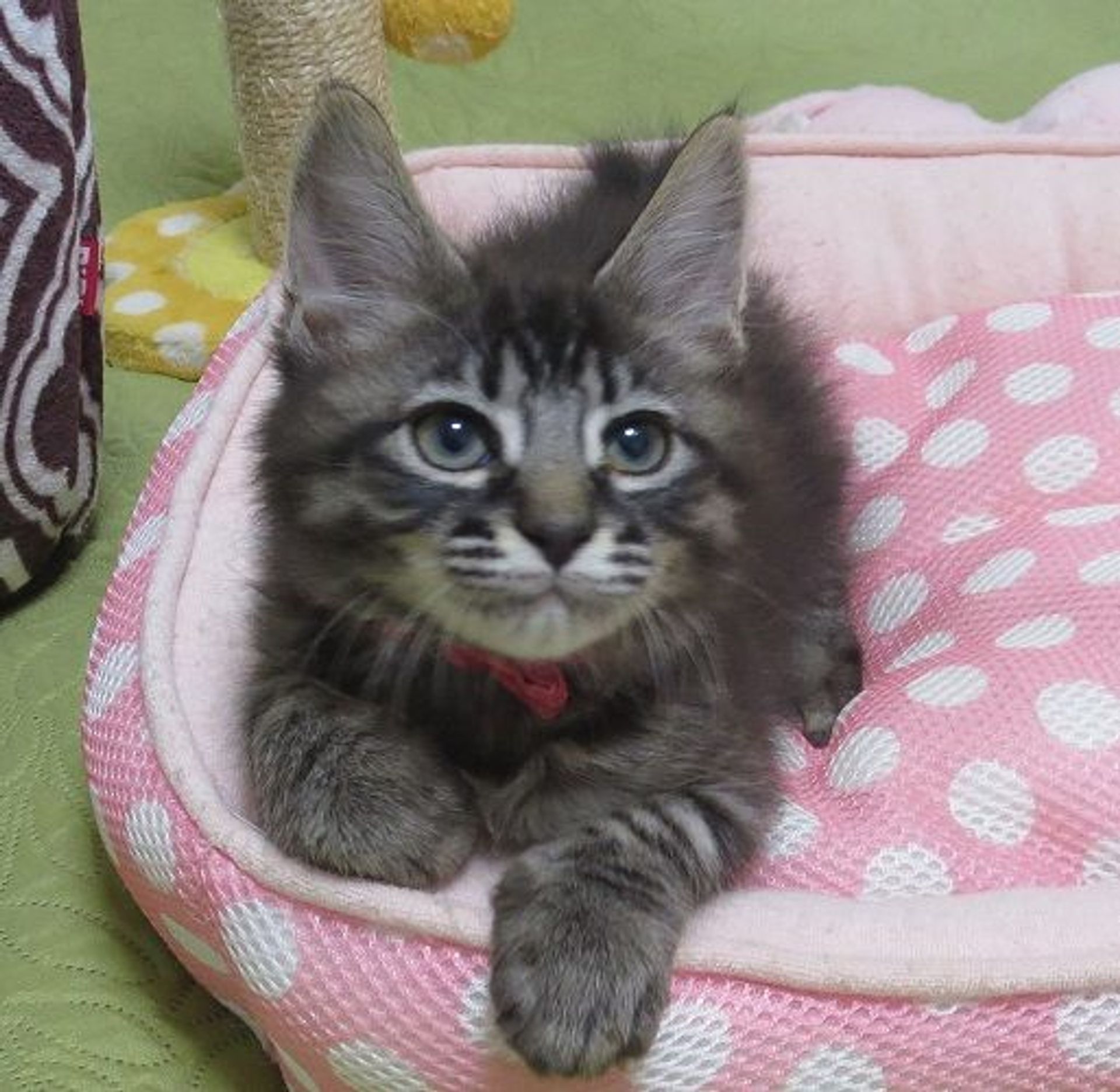 雑種（ミックス猫）・オスの里親募集の写真