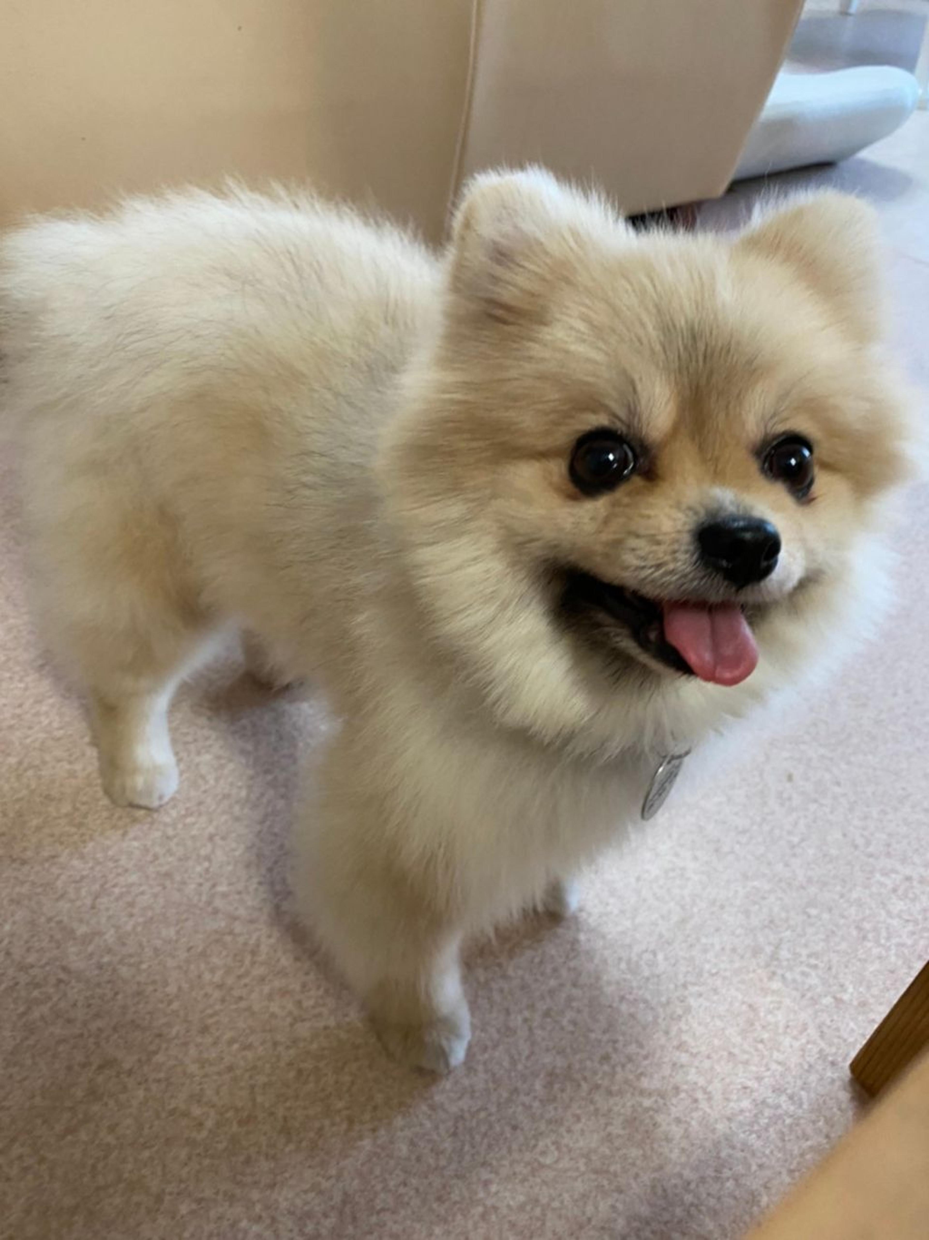 pet-image-2
