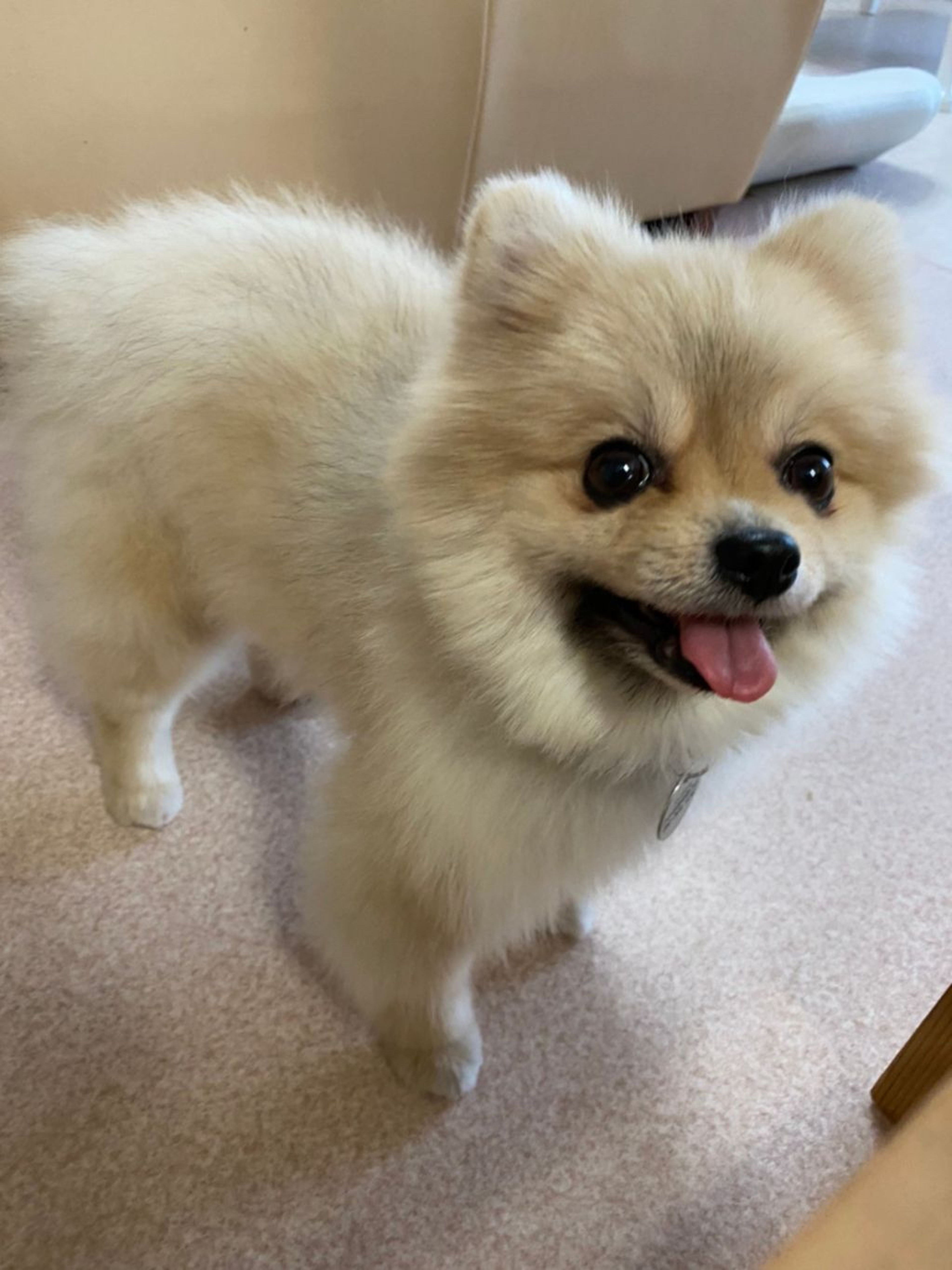pet-image-2