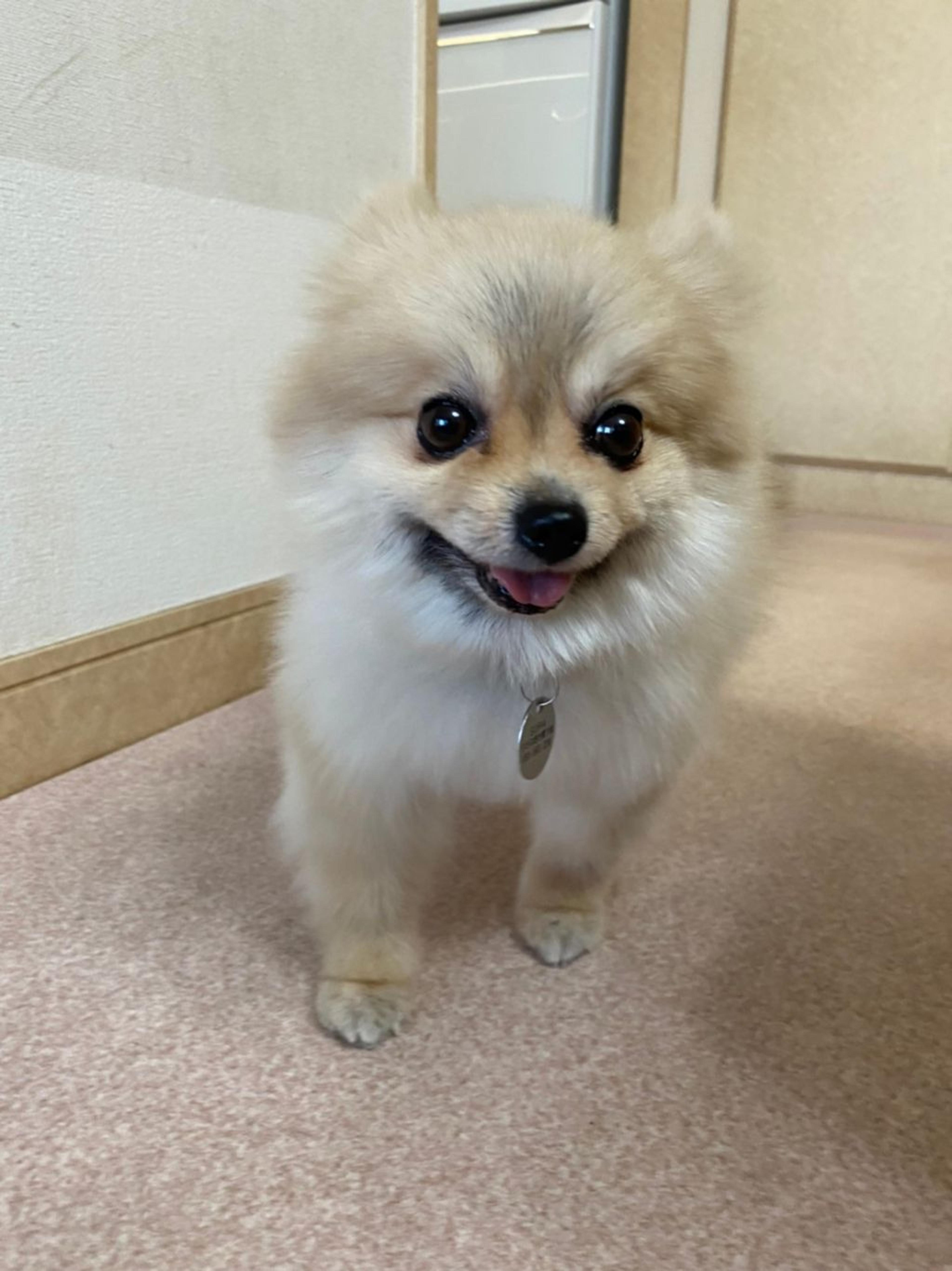 pet-image-3
