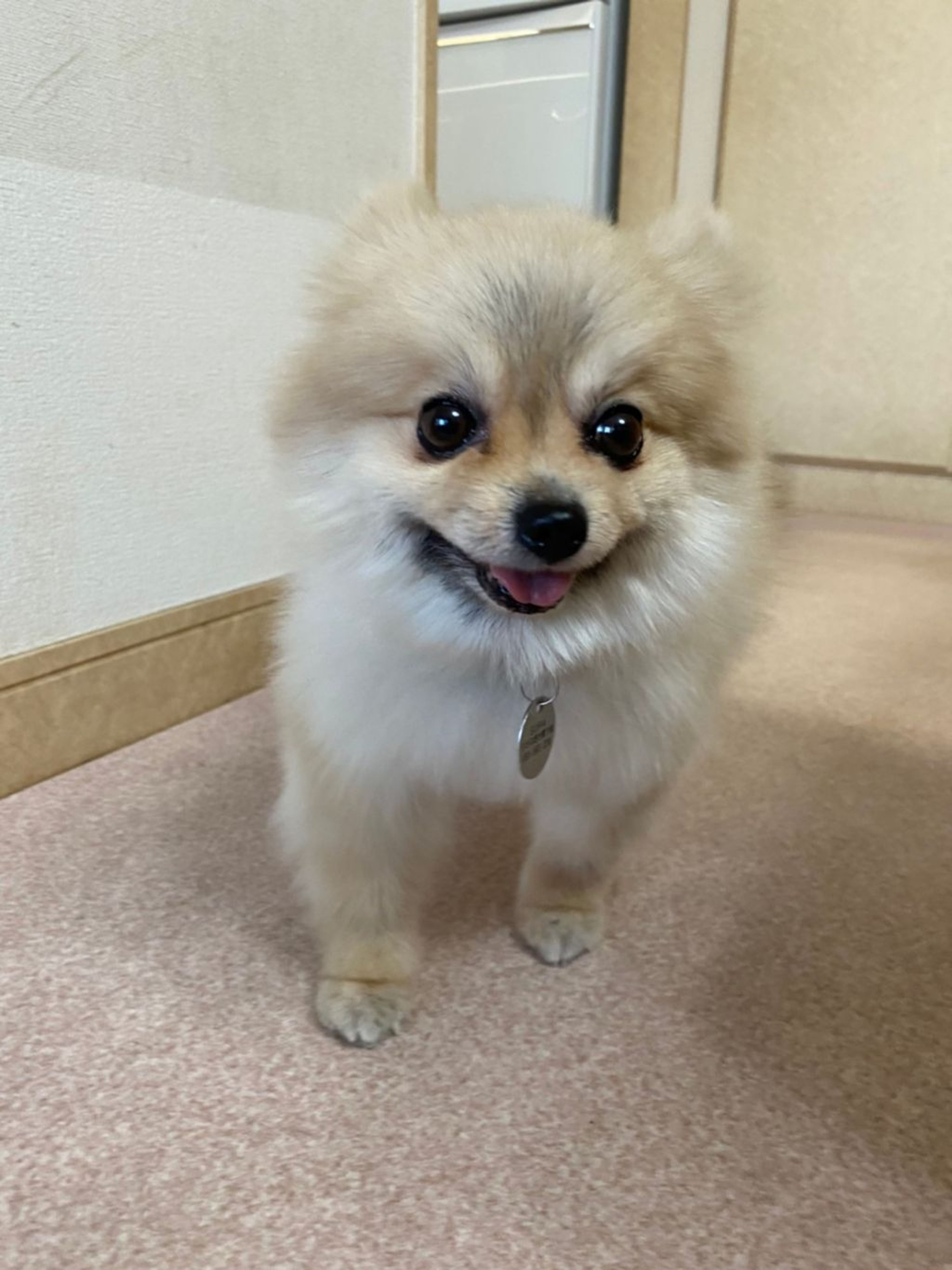 pet-image-3