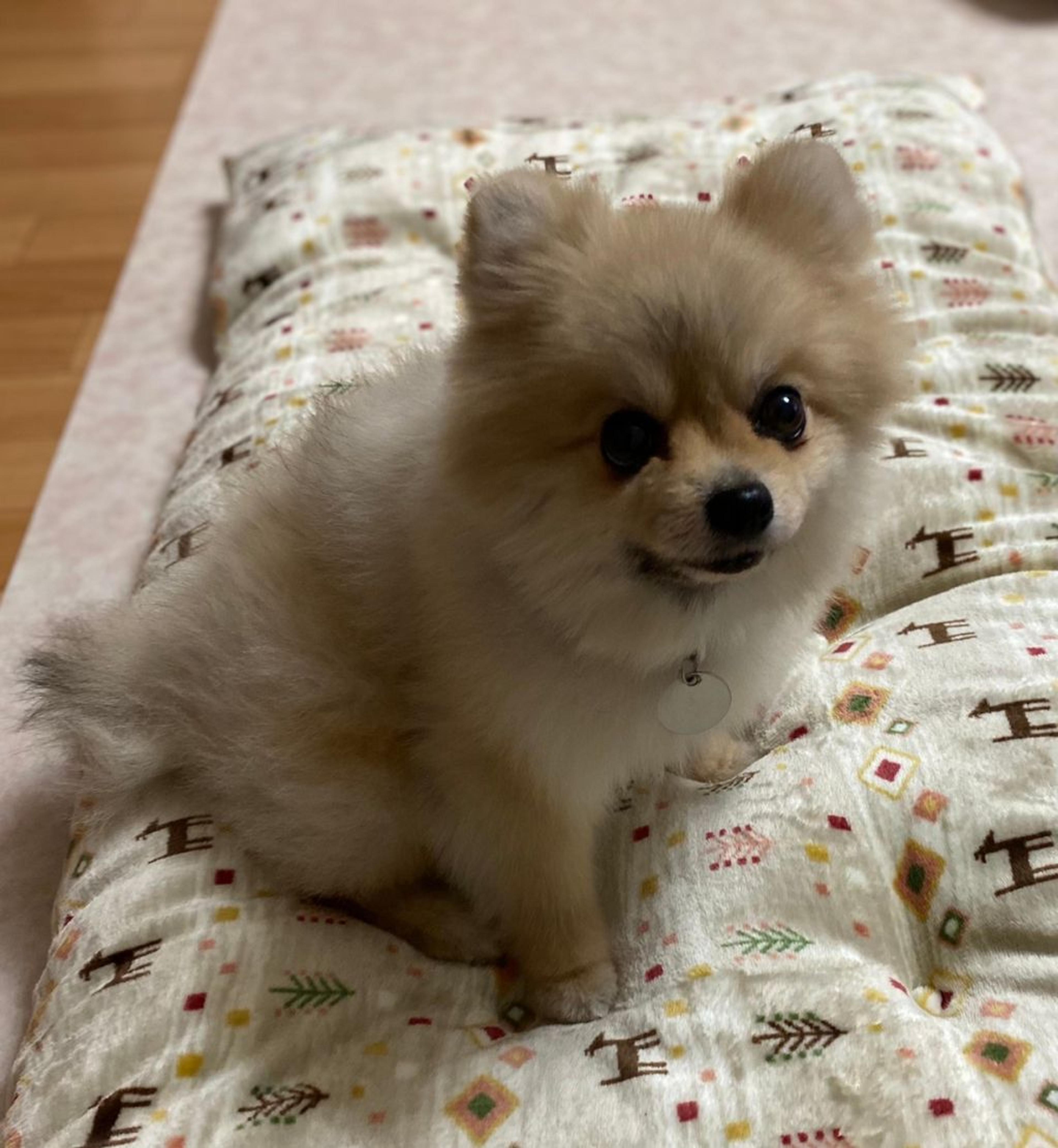 pet-image-4
