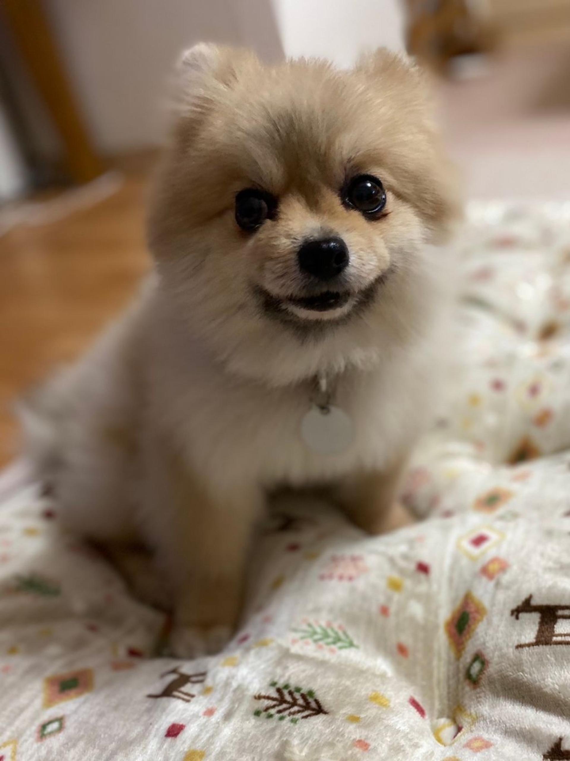 pet-image-5