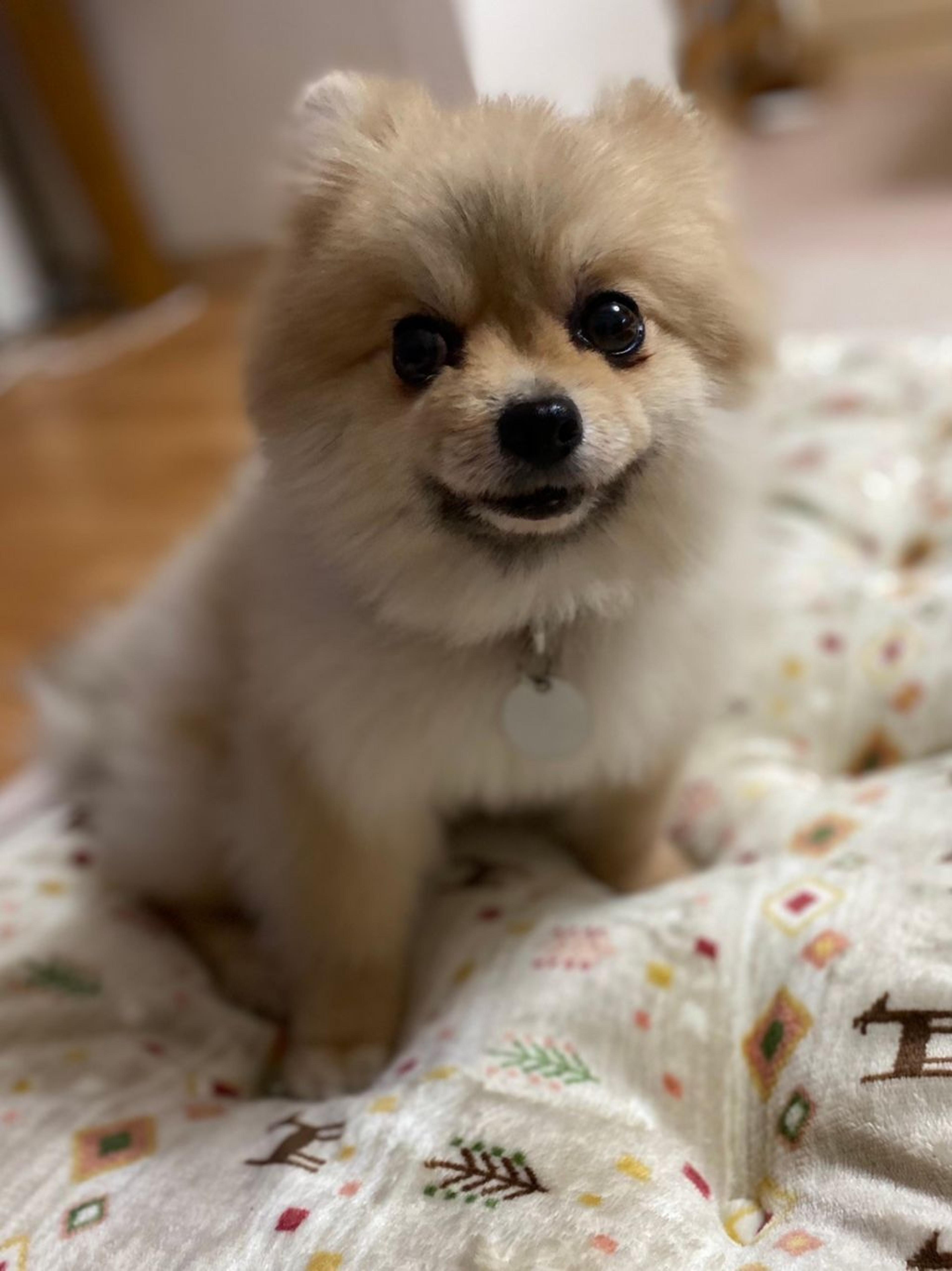 pet-image-5