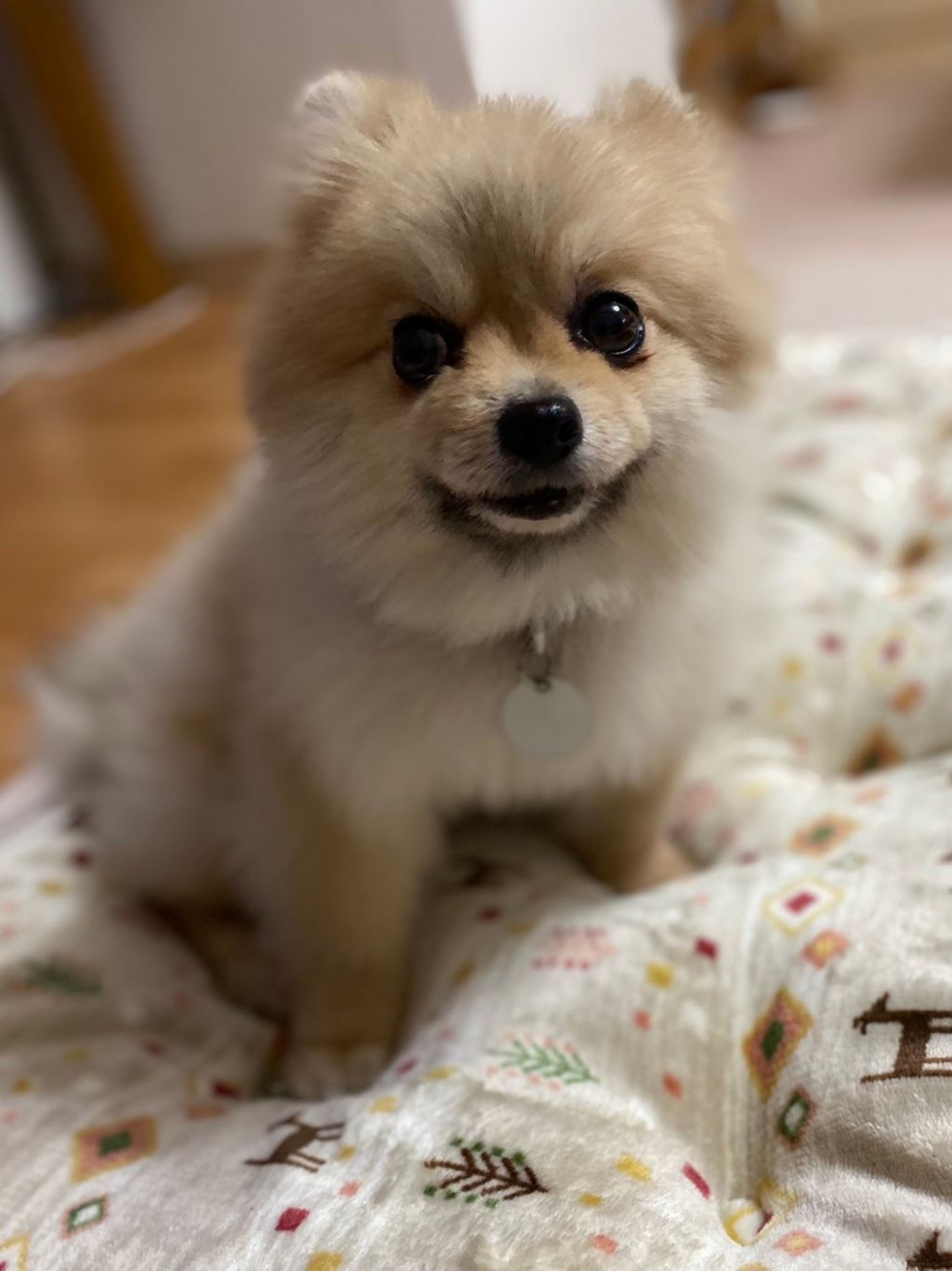 pet-image-5