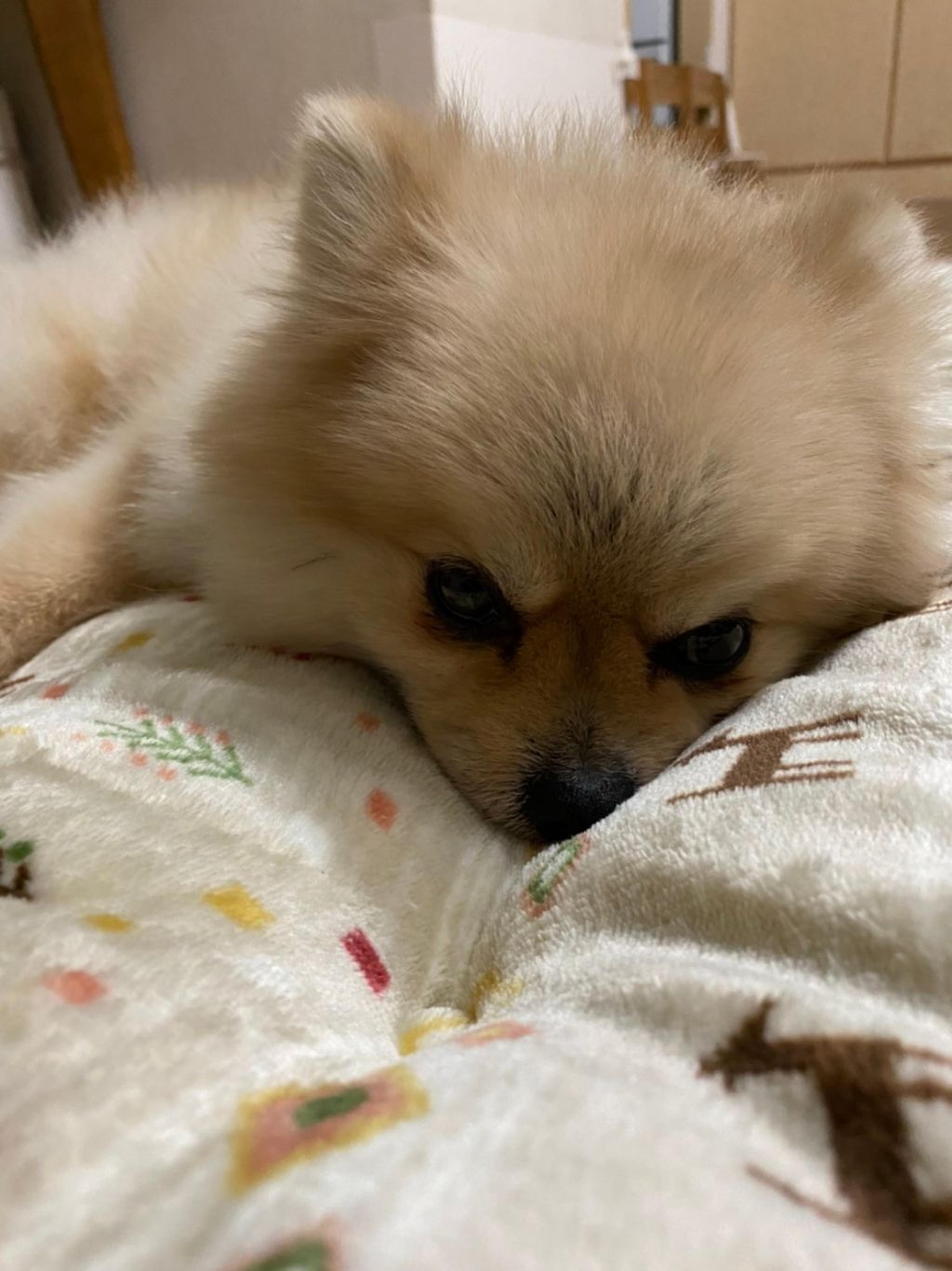 pet-image-6