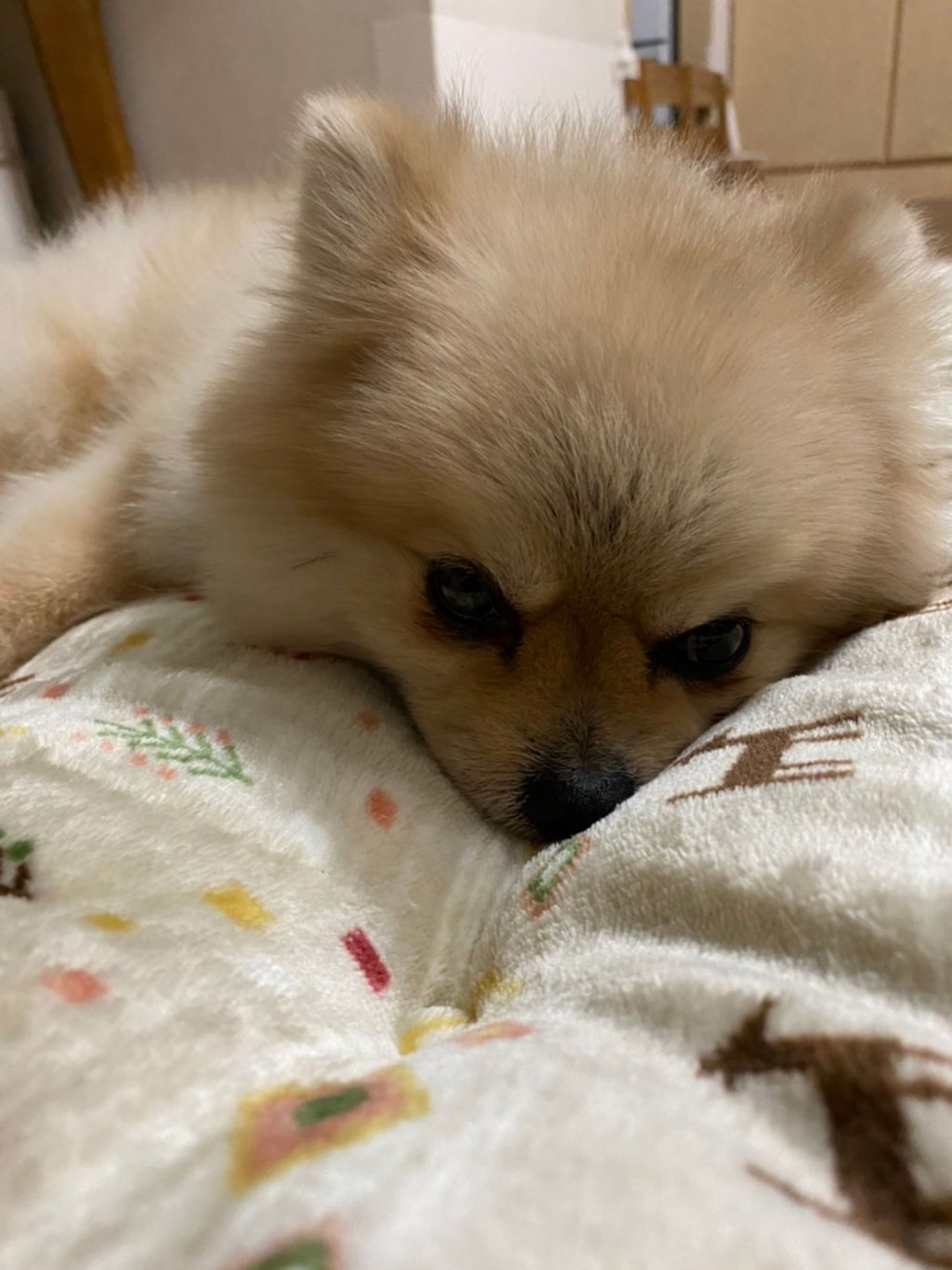 pet-image-6