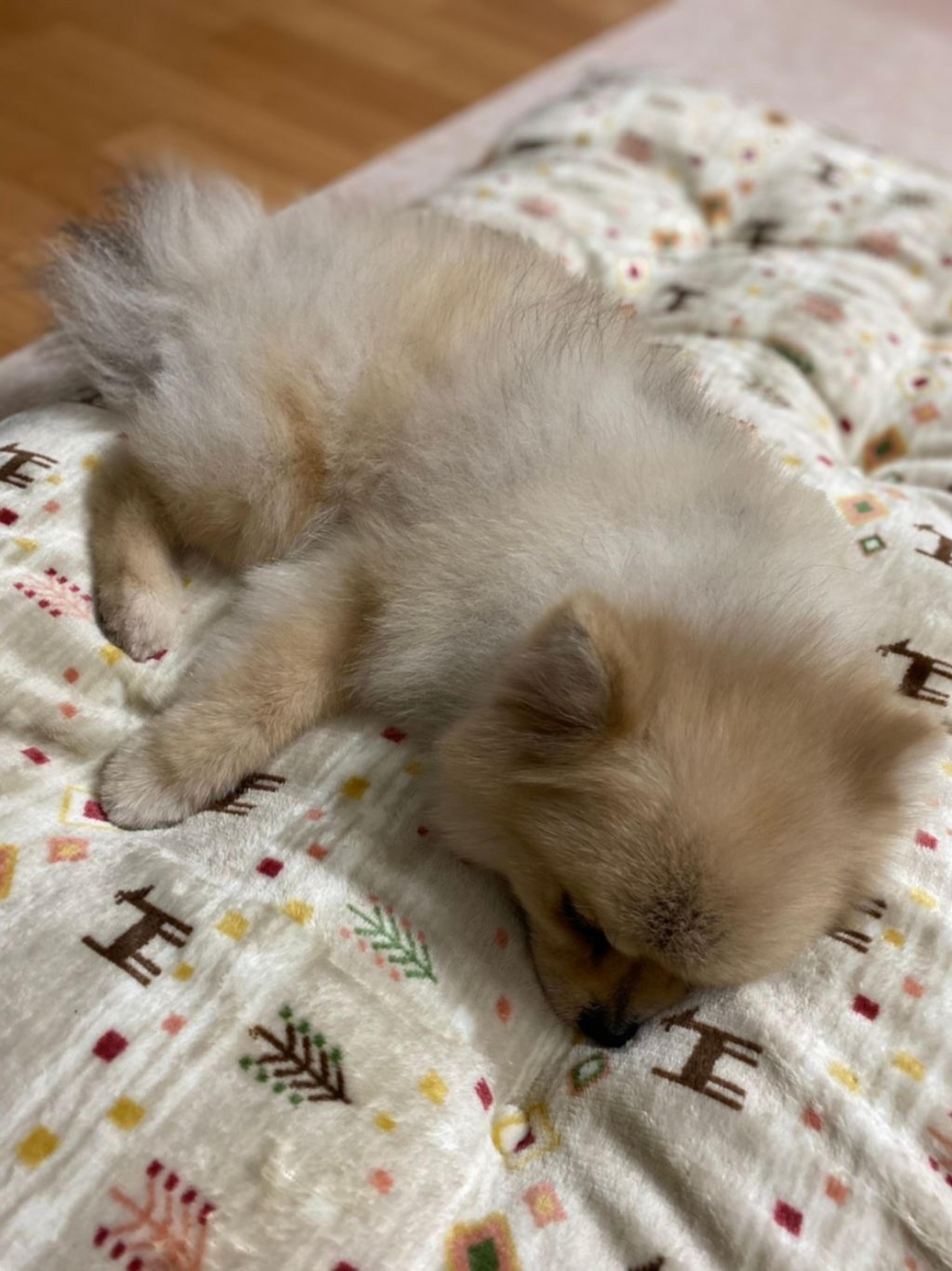 pet-image-7