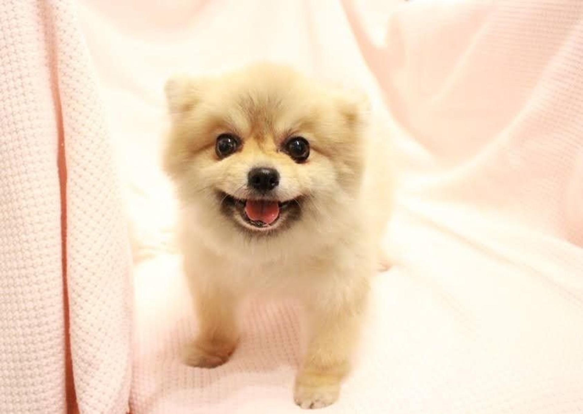 pet-image-8