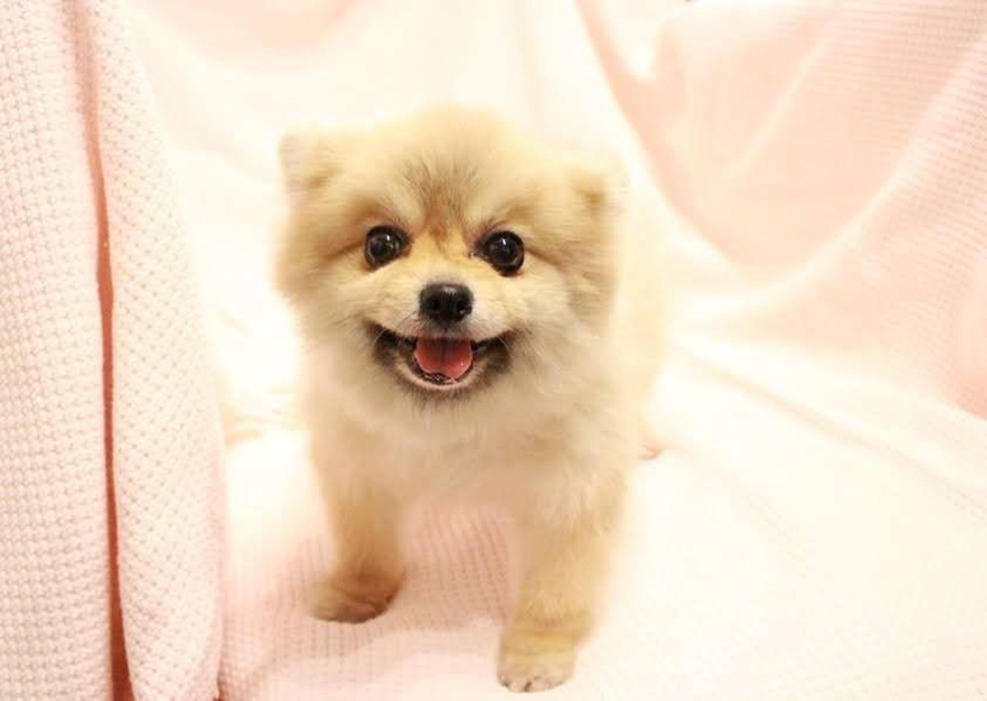 pet-image-8