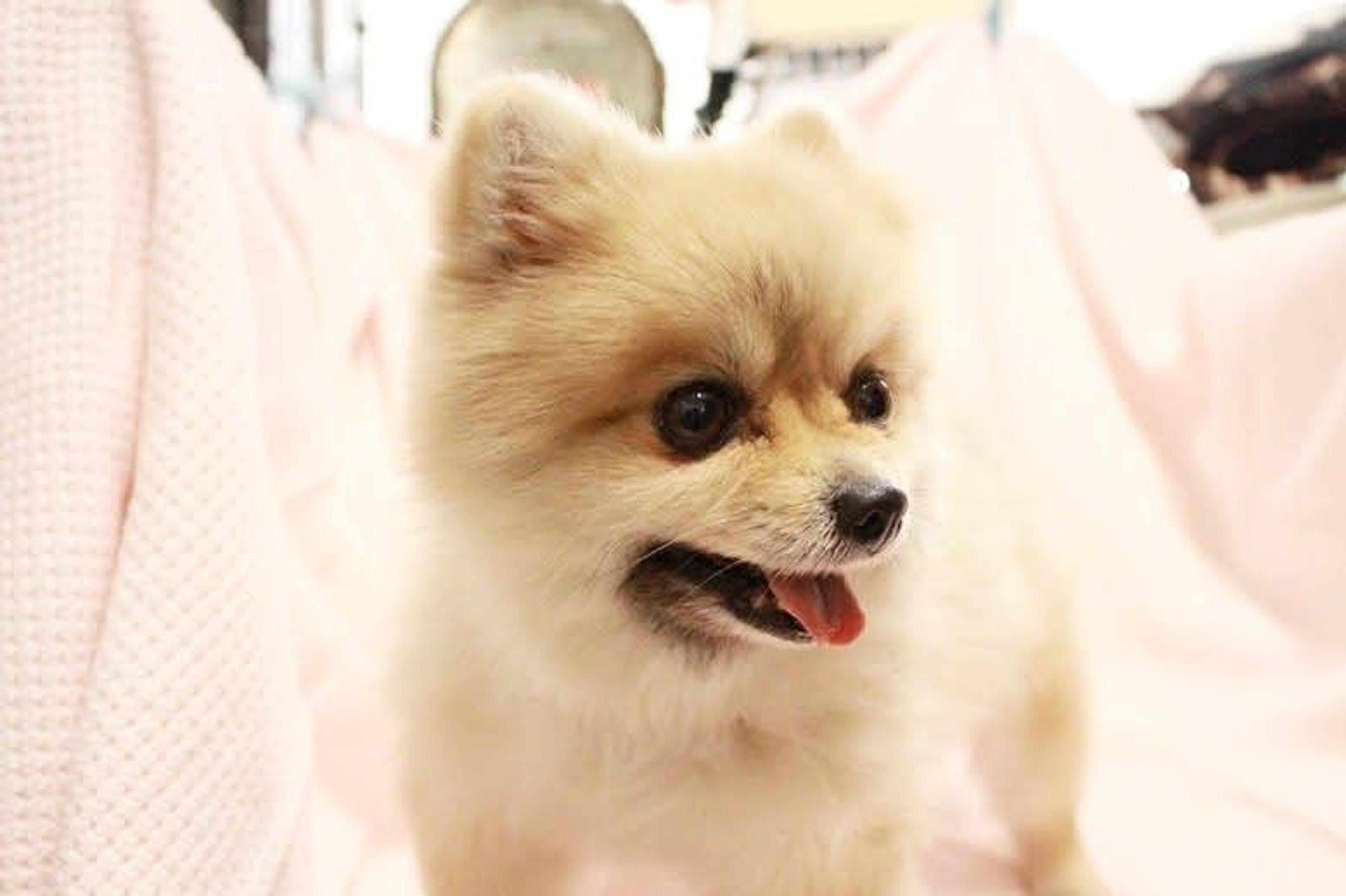 pet-image-9