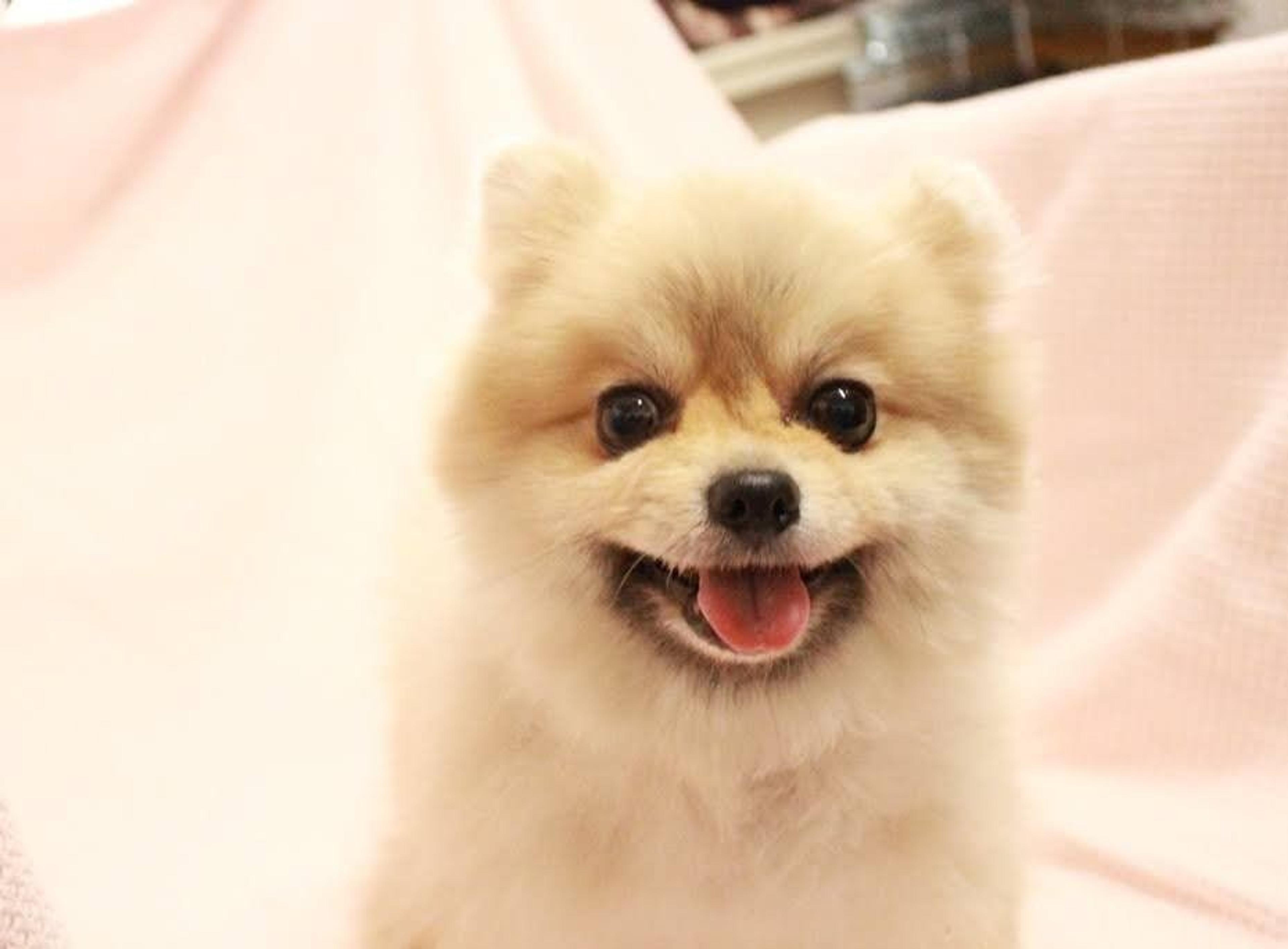 pet-image-10