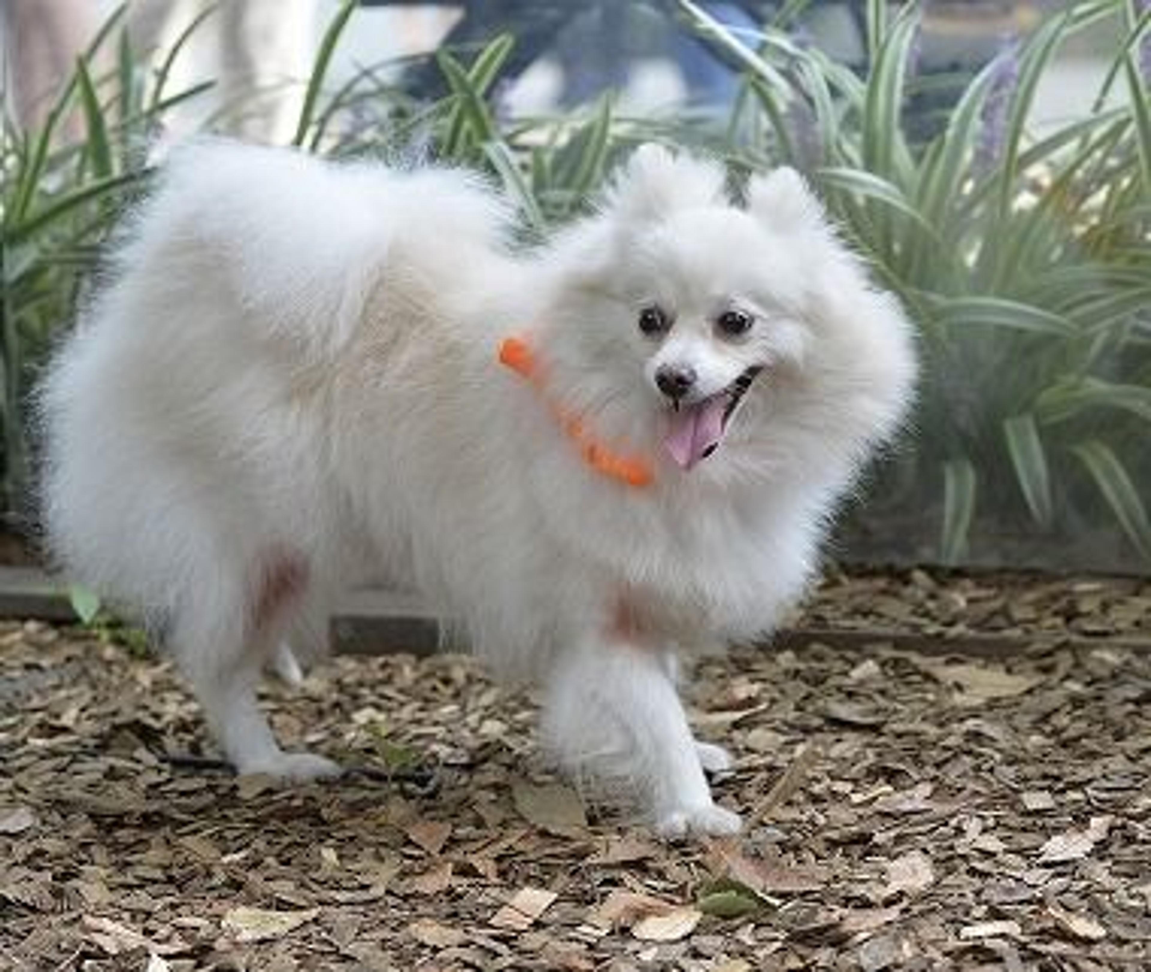 pet-image-2