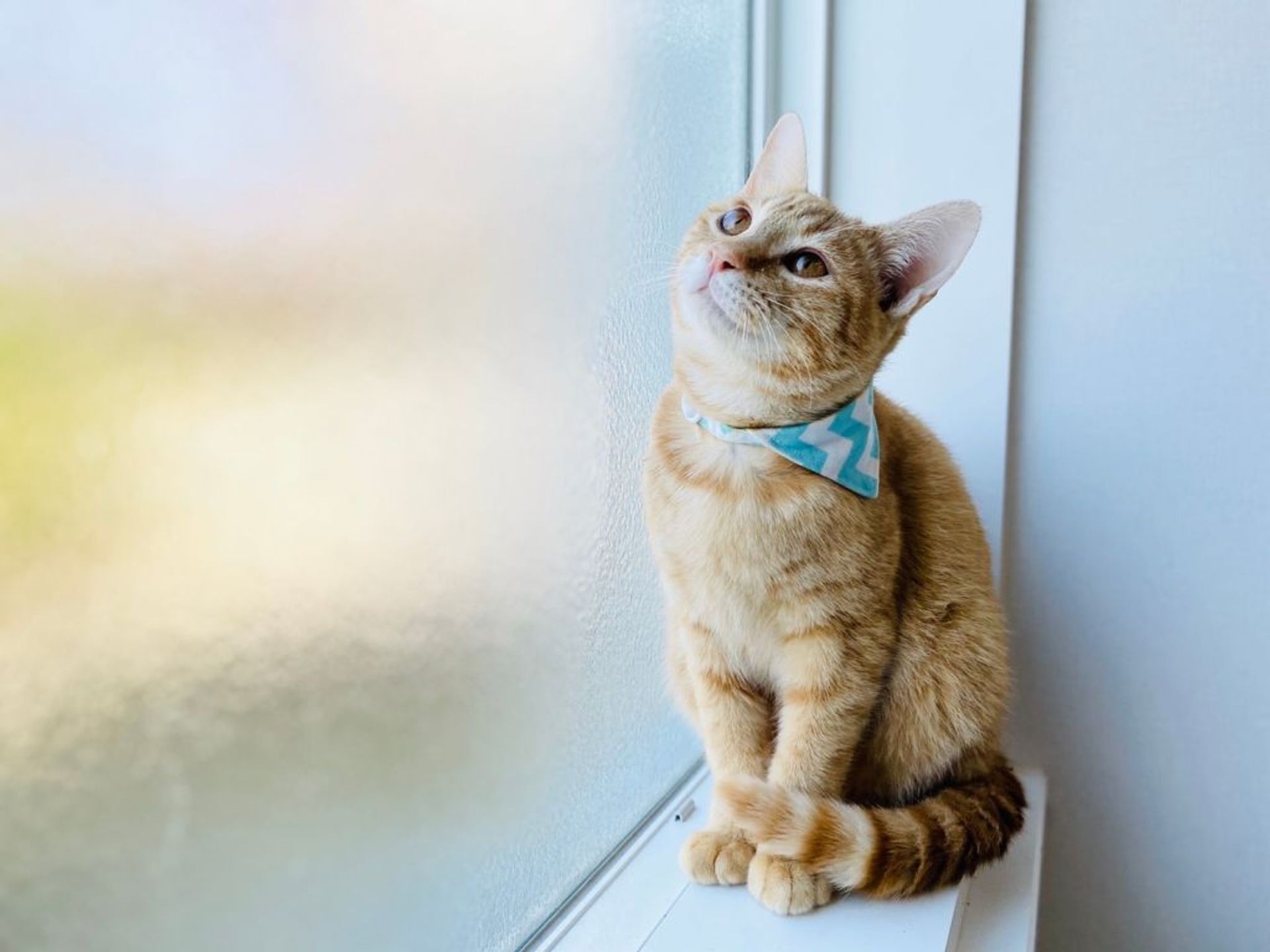 雑種（ミックス猫）・オスの里親募集の写真