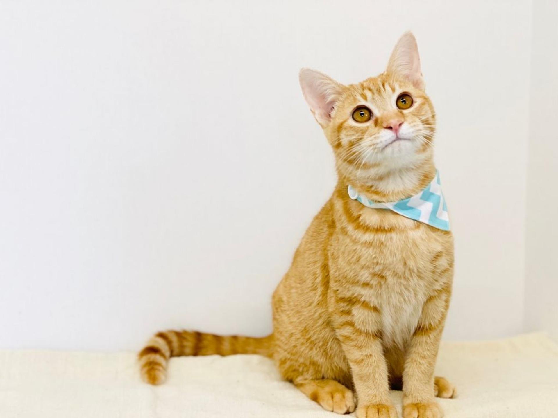 pet-image-6