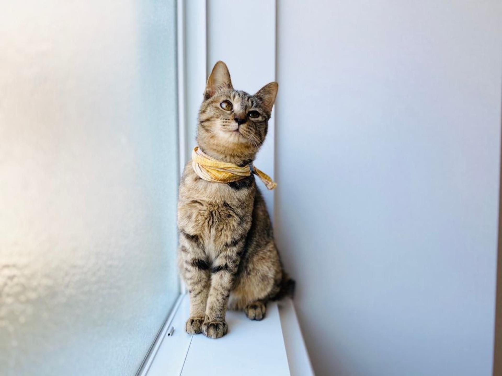 pet-image-5