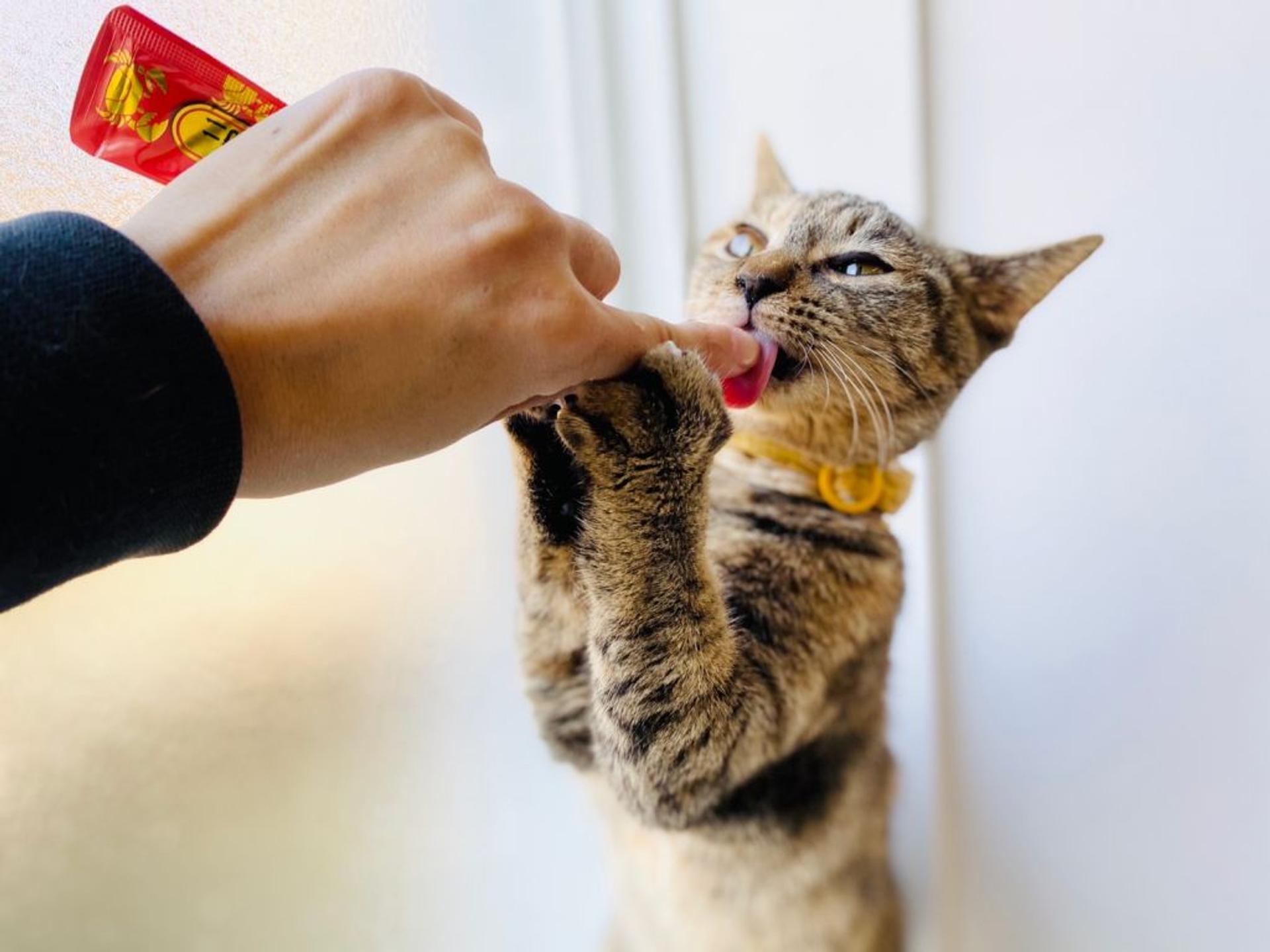 pet-image-6