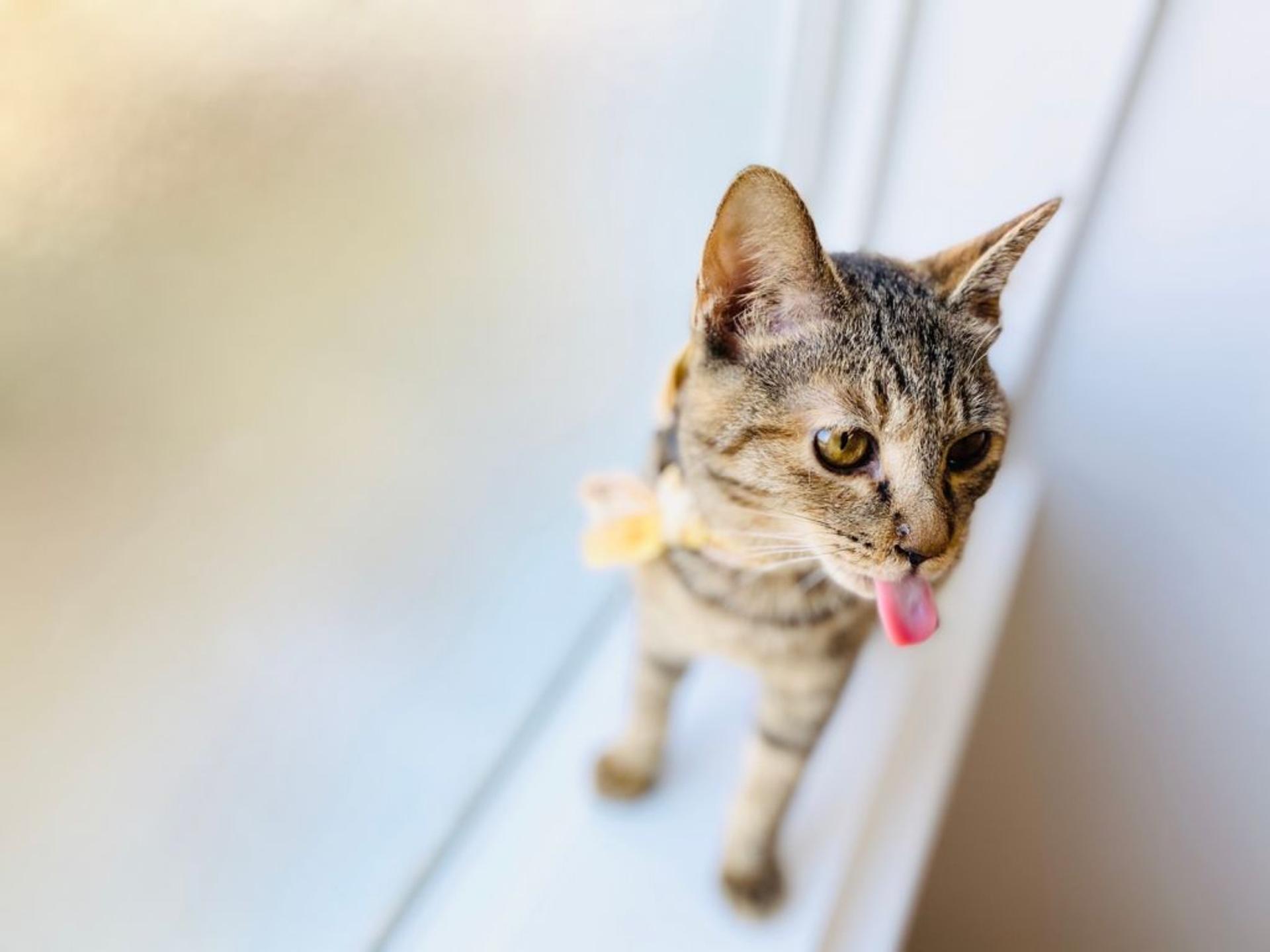 pet-image-7