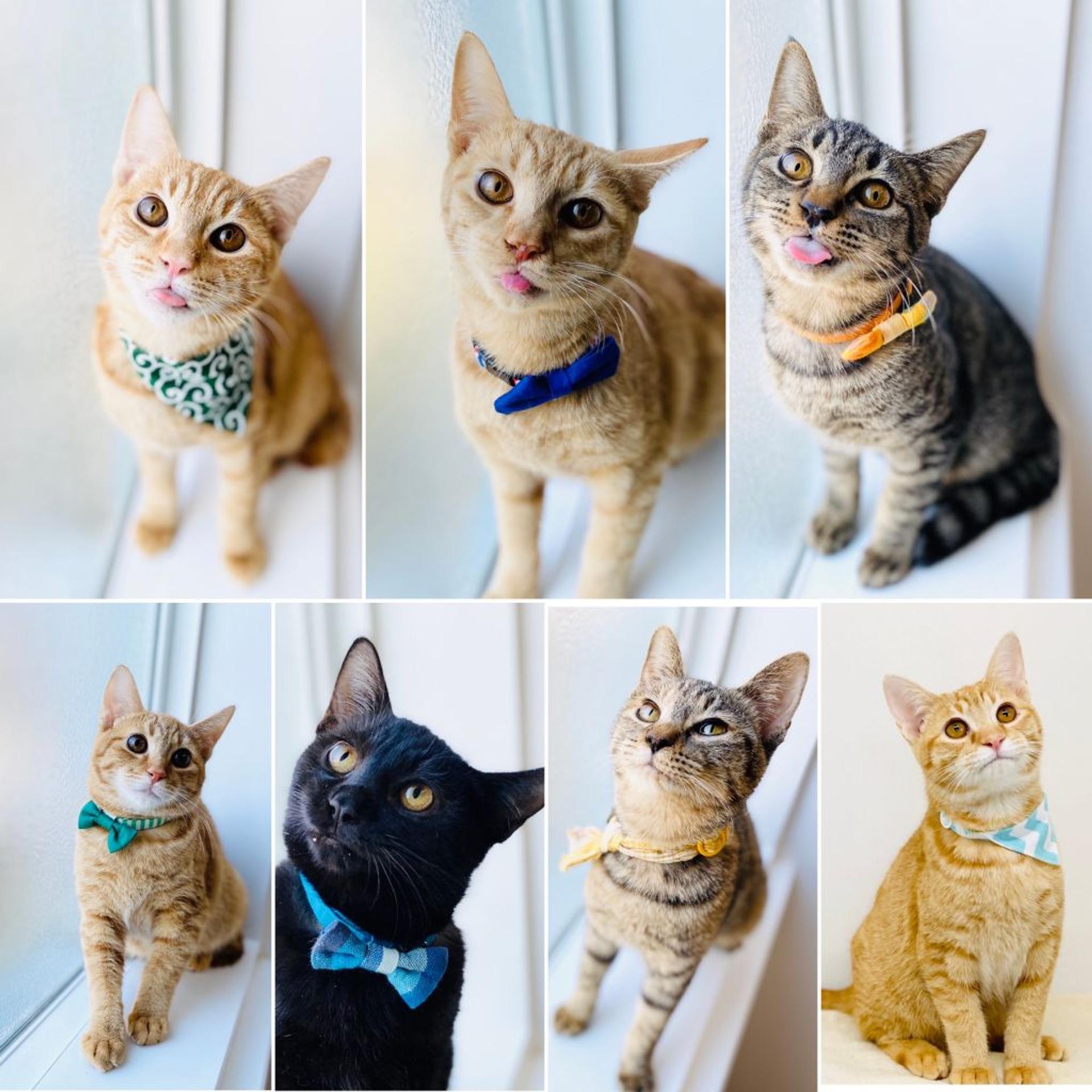 pet-image-8