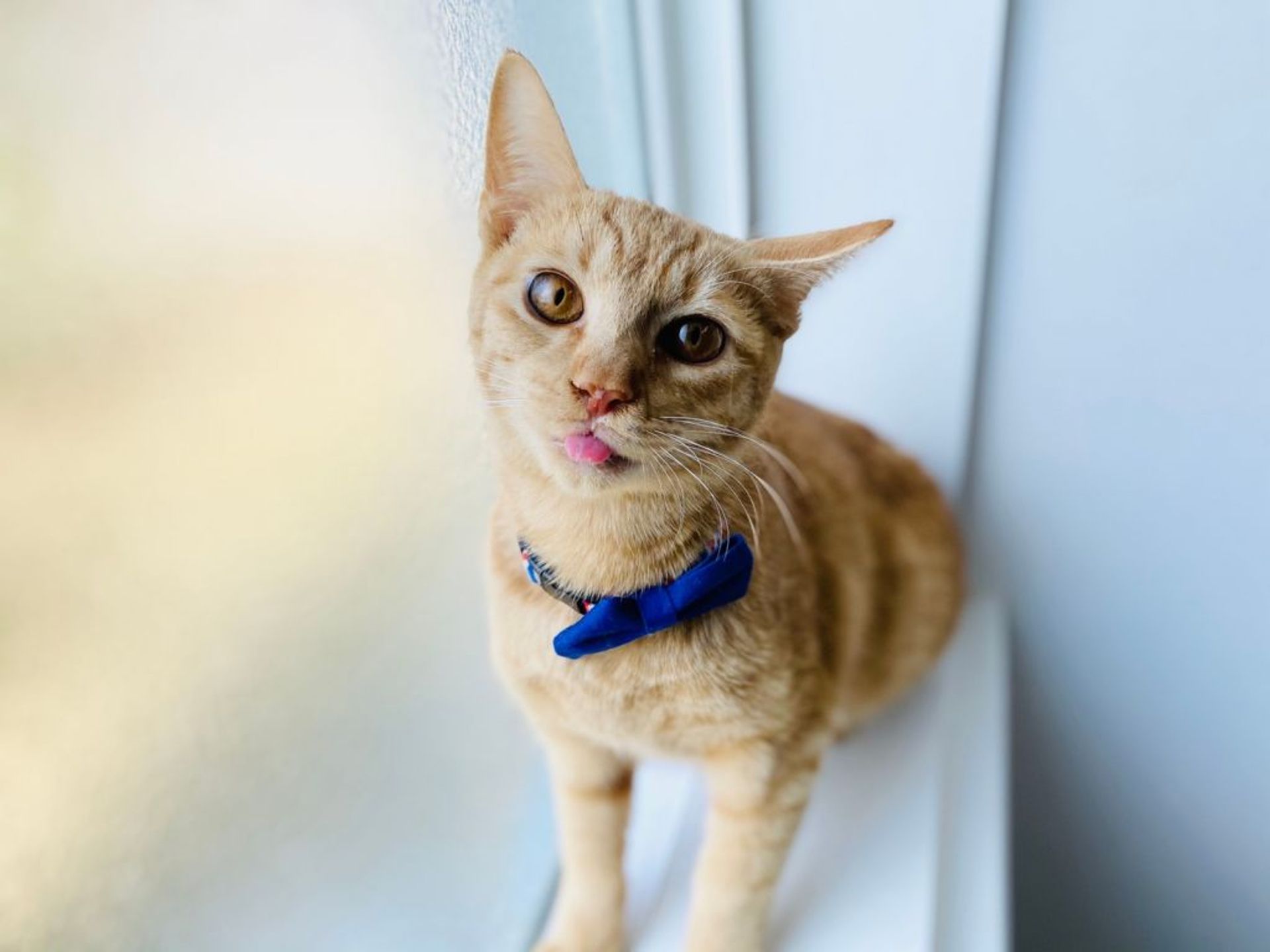 雑種（ミックス猫）・オスの里親募集の写真