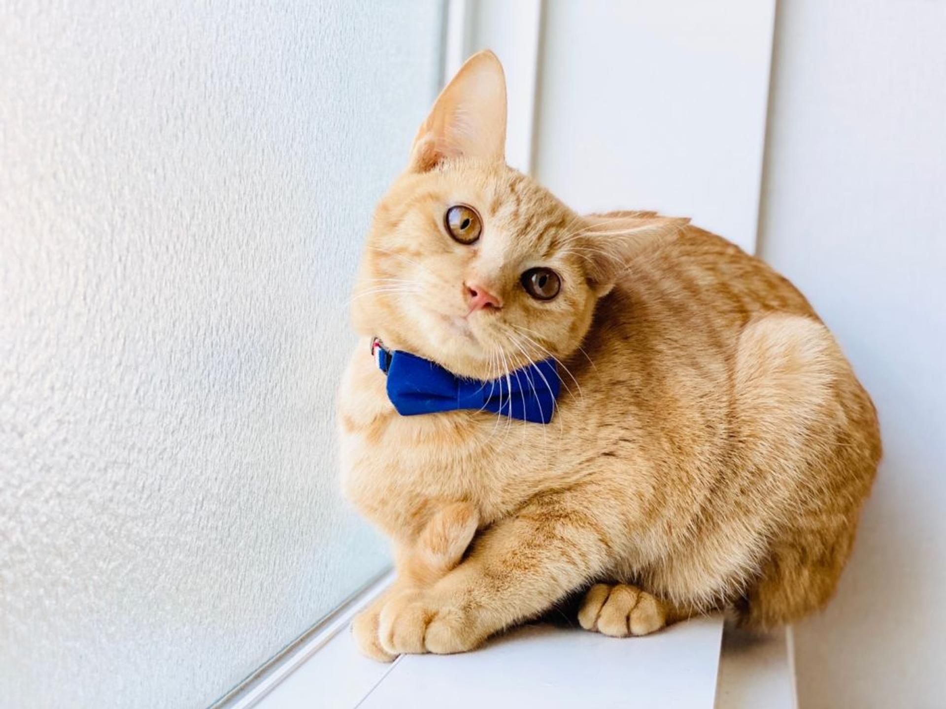 pet-image-5
