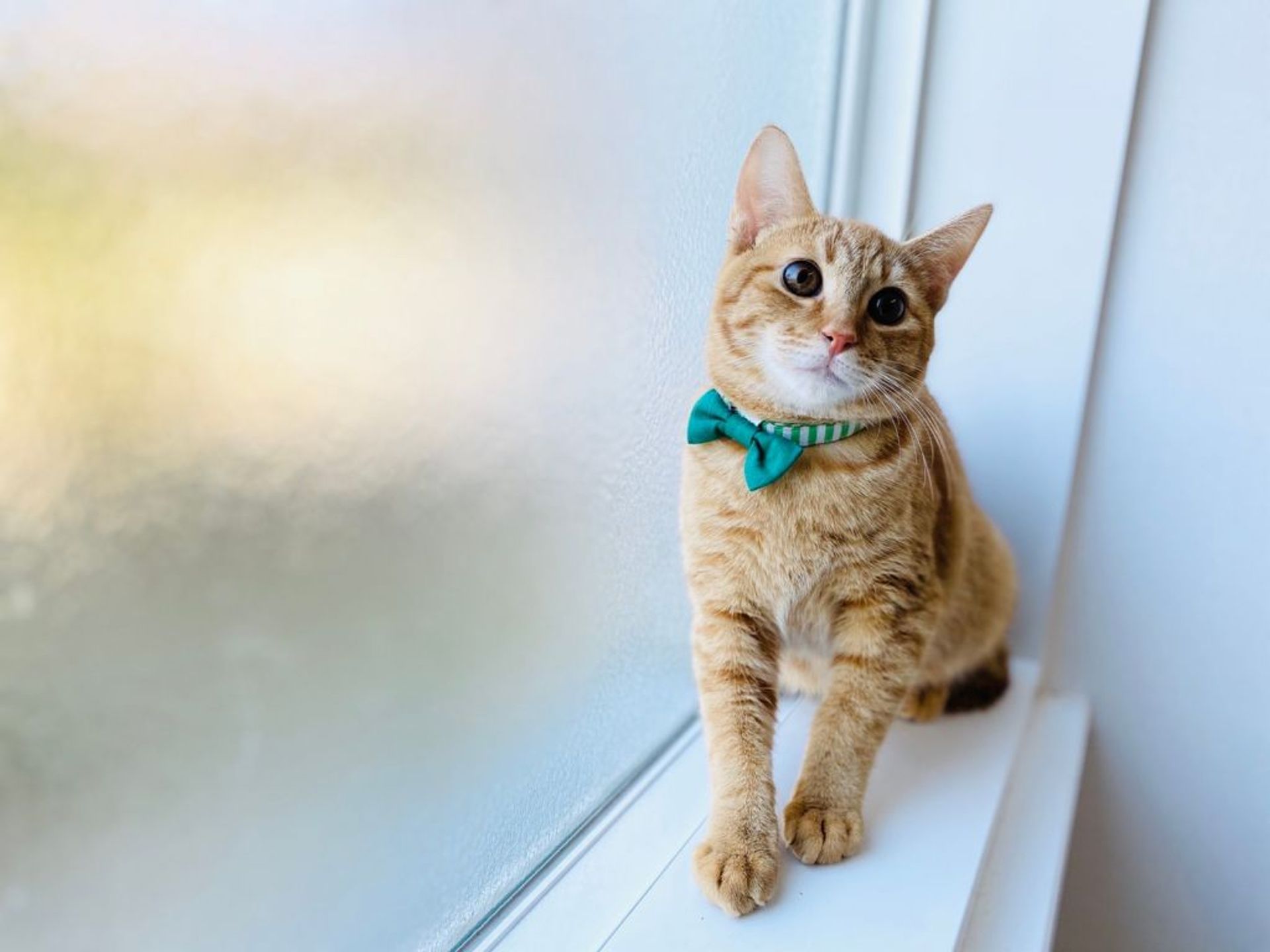 雑種（ミックス猫）・オスの里親募集の写真