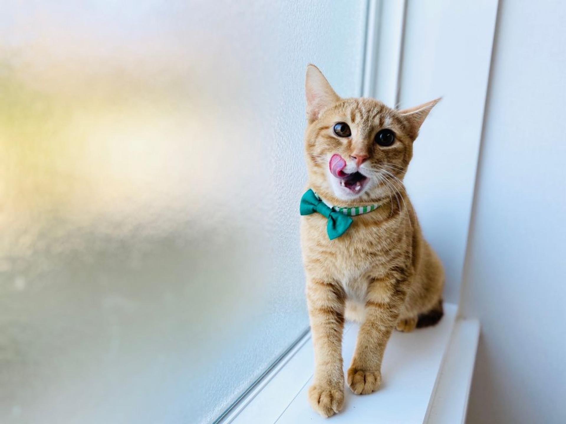 pet-image-4
