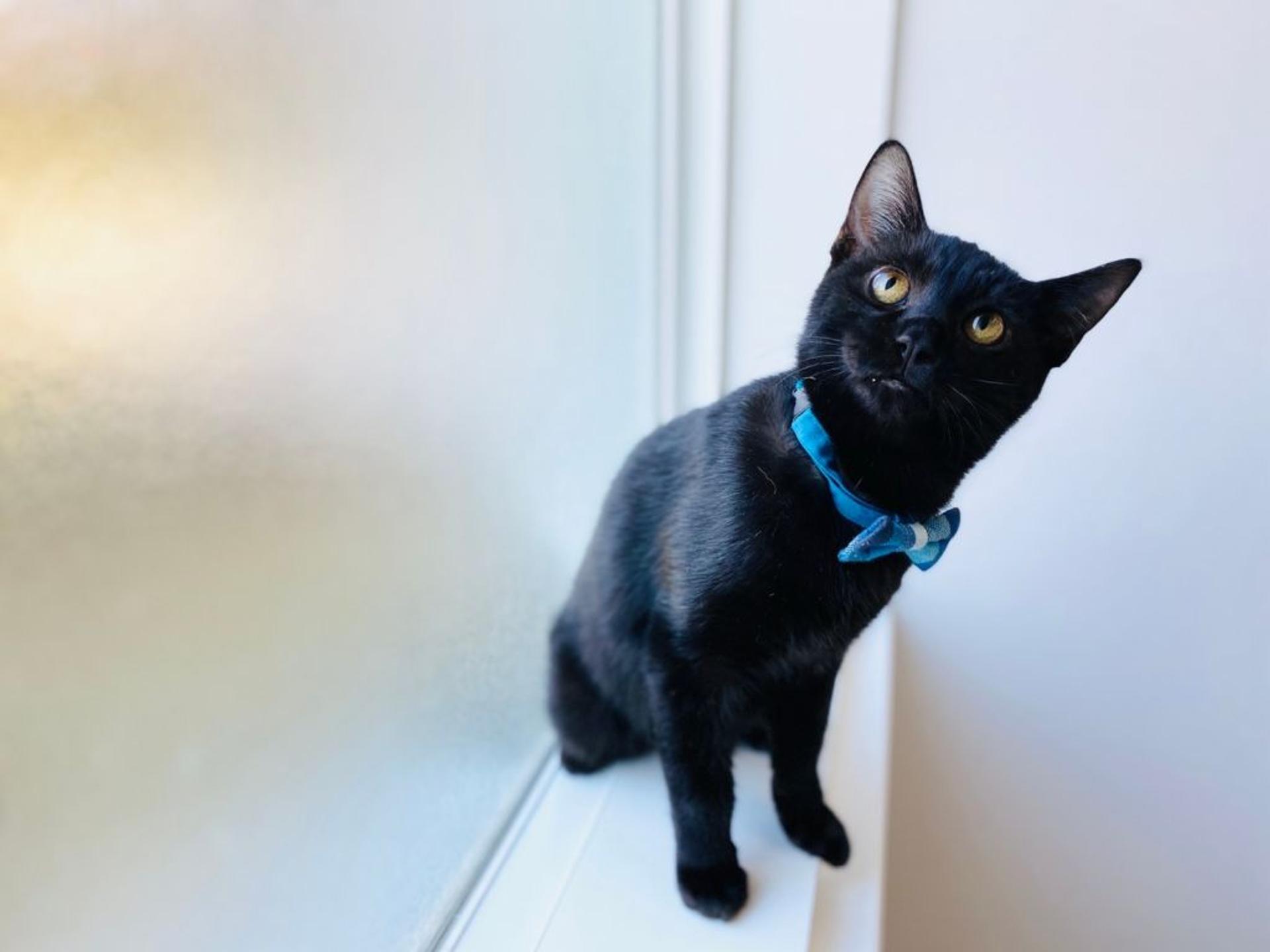pet-image-5