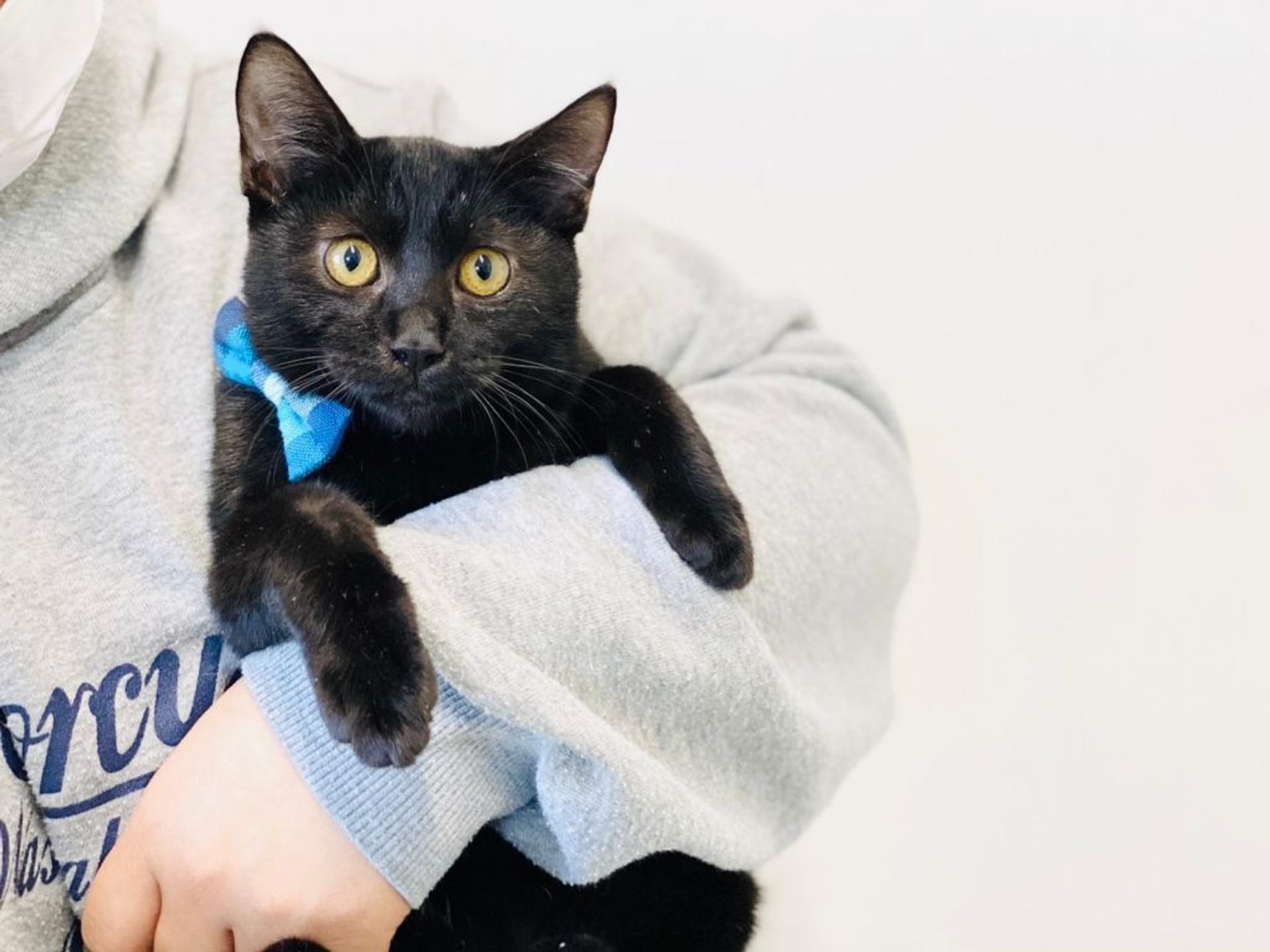 pet-image-8