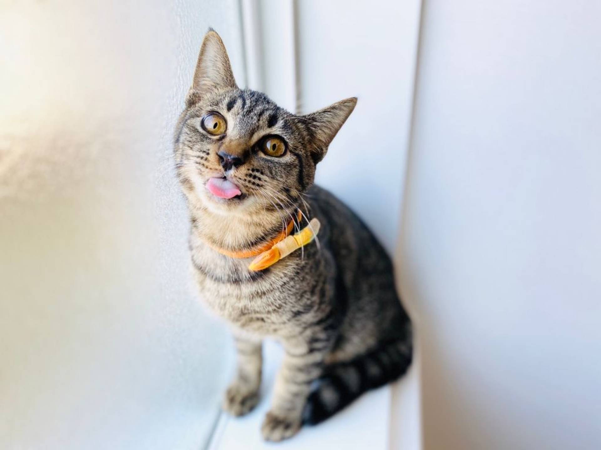 雑種（ミックス猫）・オスの里親募集の写真